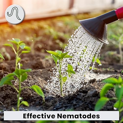 Miniatura 4 de Nema Globe Pot Popper - 8 x 1 millón de nematodos beneficiosos (S.feltiae), producto orgánico para interiores, control de moscas del mantillo y de