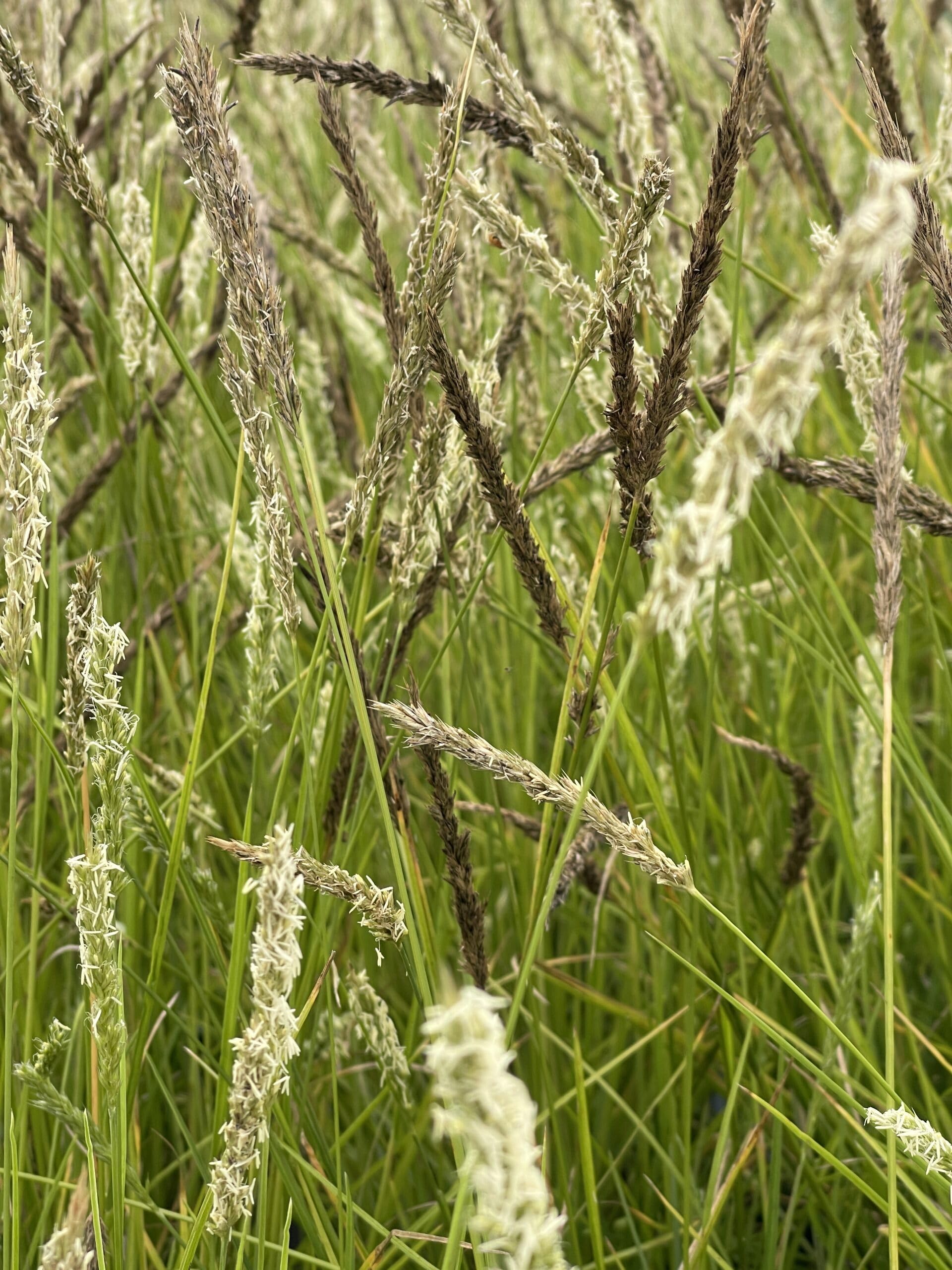 6x Bluegrass - Sesleria autumnalis | 9x9 cm pot