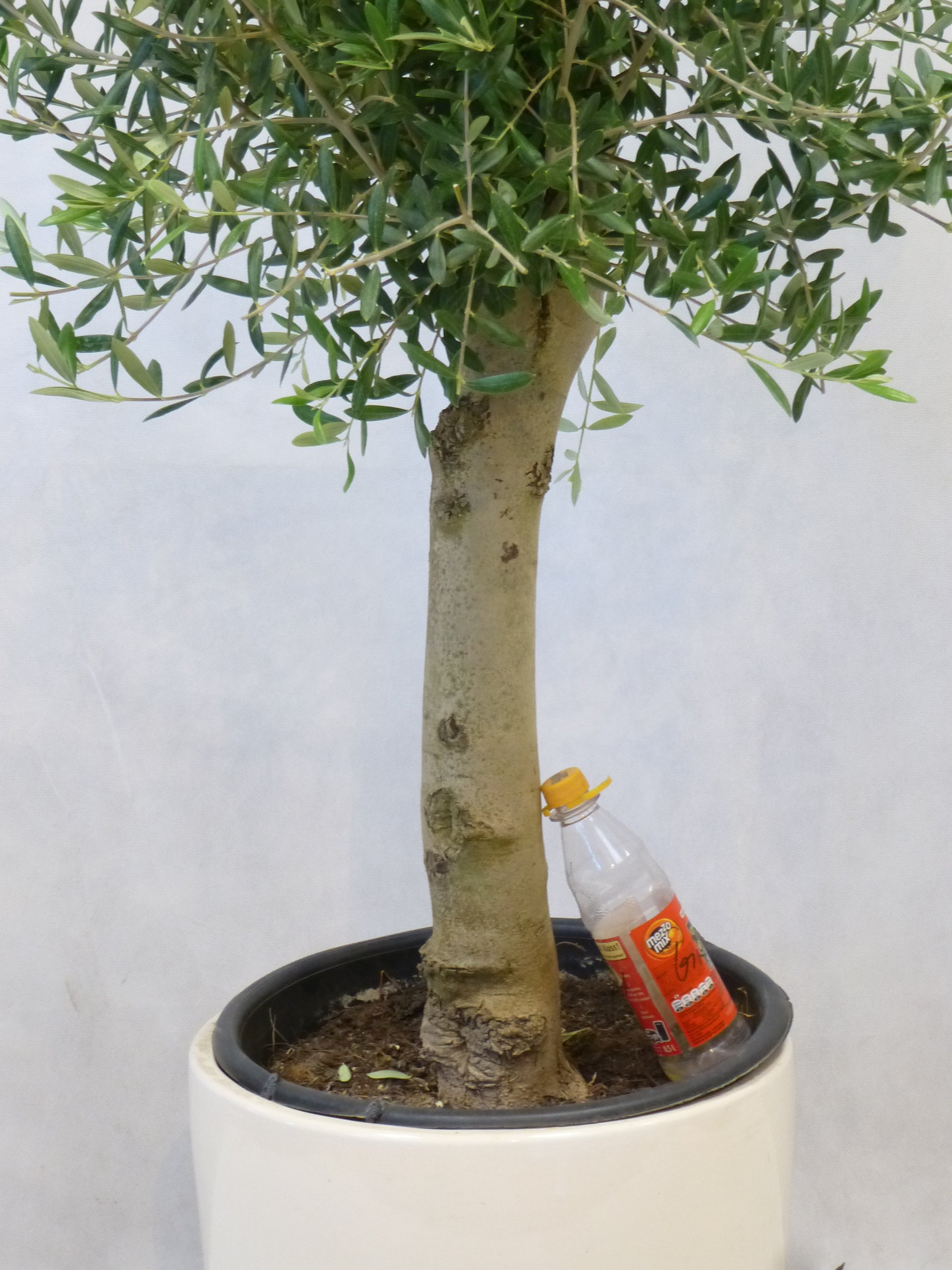thuja smaragd 100 Thuja o. Smaragd 10gal Emerald Green Arborvitae