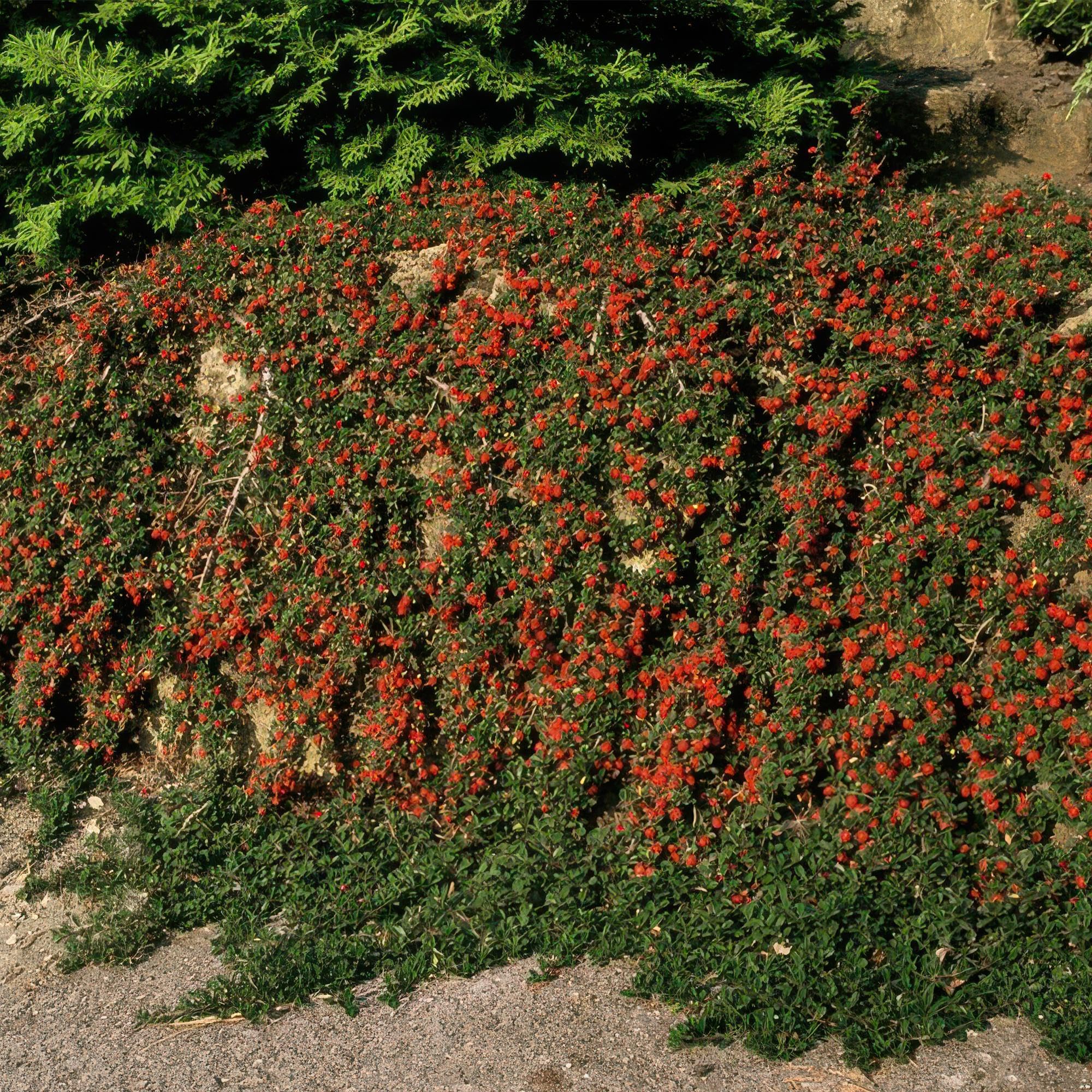 Cotoneaster Streib's Findling Tapizante para Jardín, Pack de 60, Ø9cm