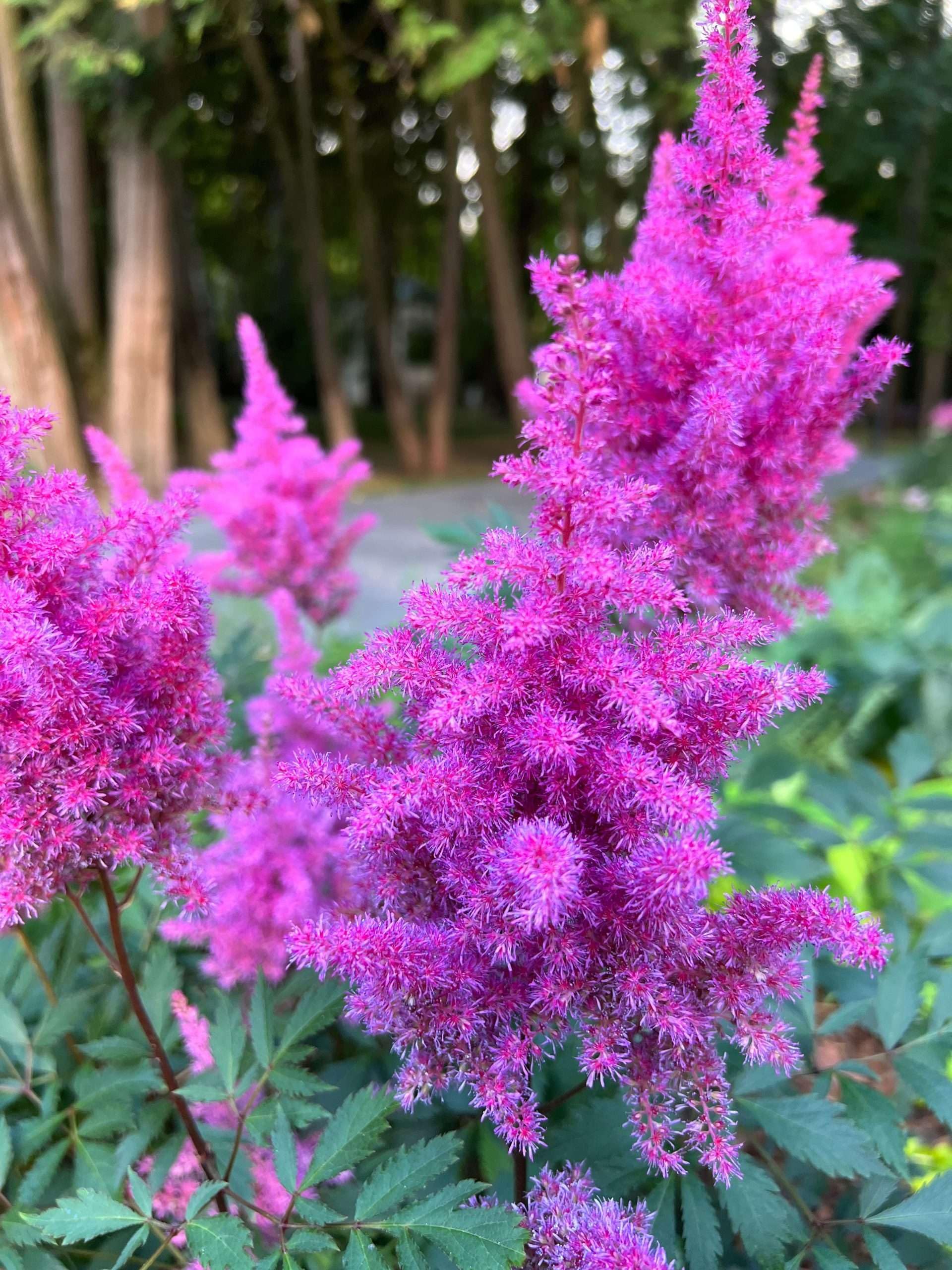 Lincolnshire Pond Plants Ltd - Astilbe Lilac (purpurlanze) - Marginal Pond Plants - BP108-3 / 1Ltr