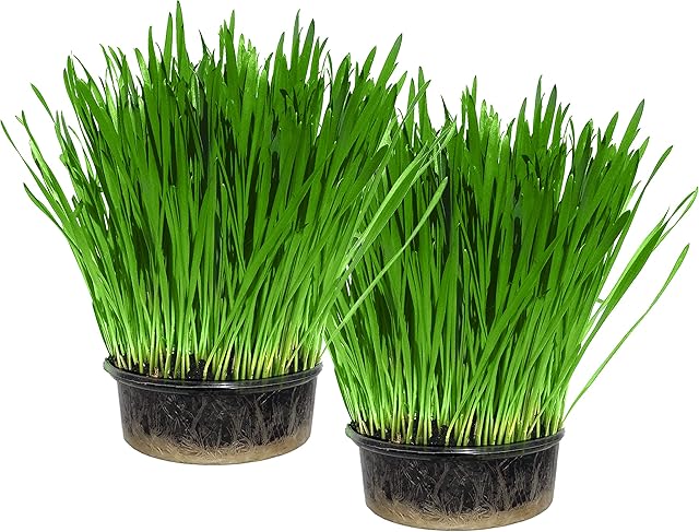 Cat Grass Kit x 2 (Grow your own) By Cat FurNature