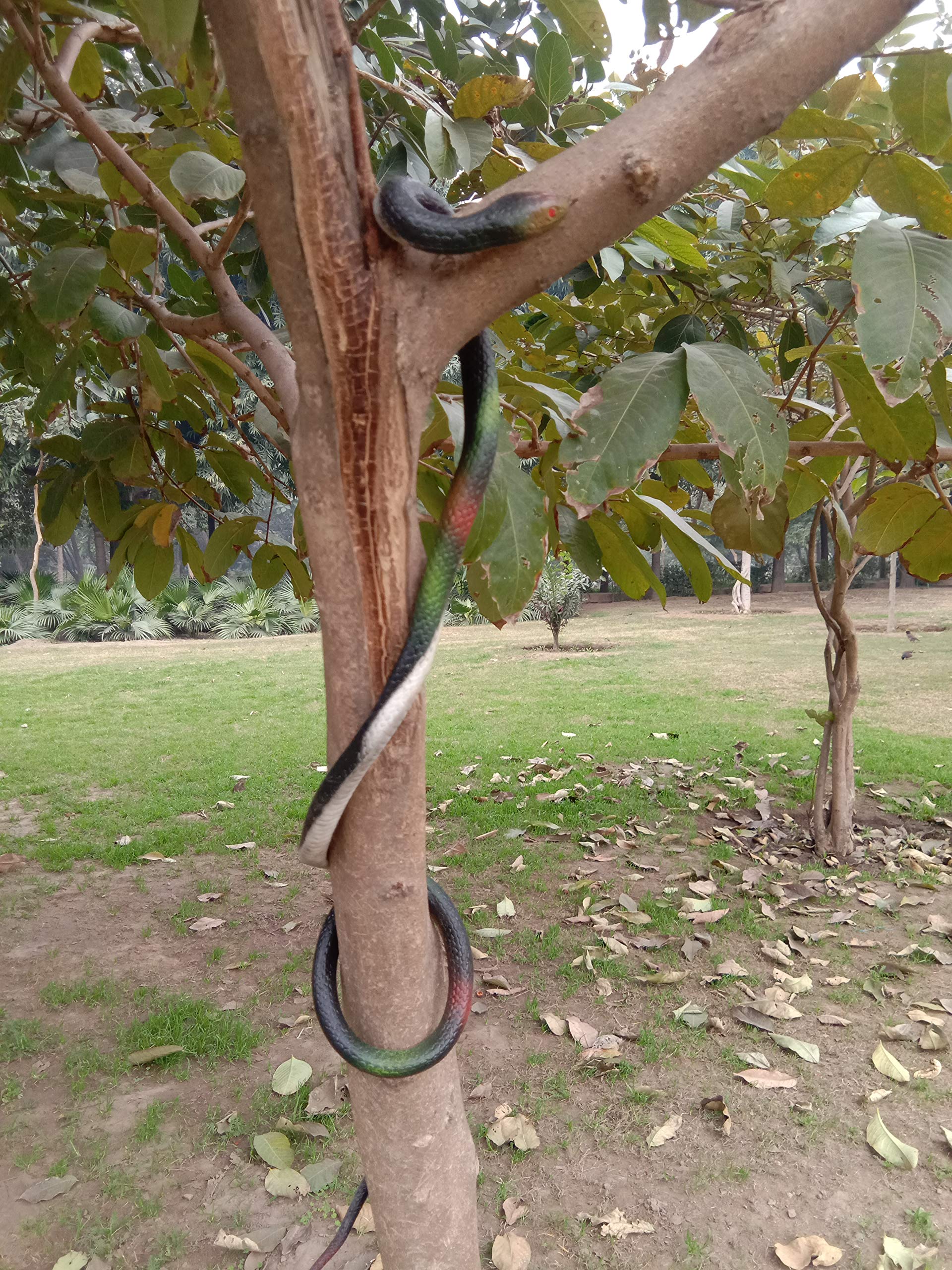 minna bazzar toys & gifts rubber snakes prank toy (multi colour, 127 cm 50 inch )- Multi color