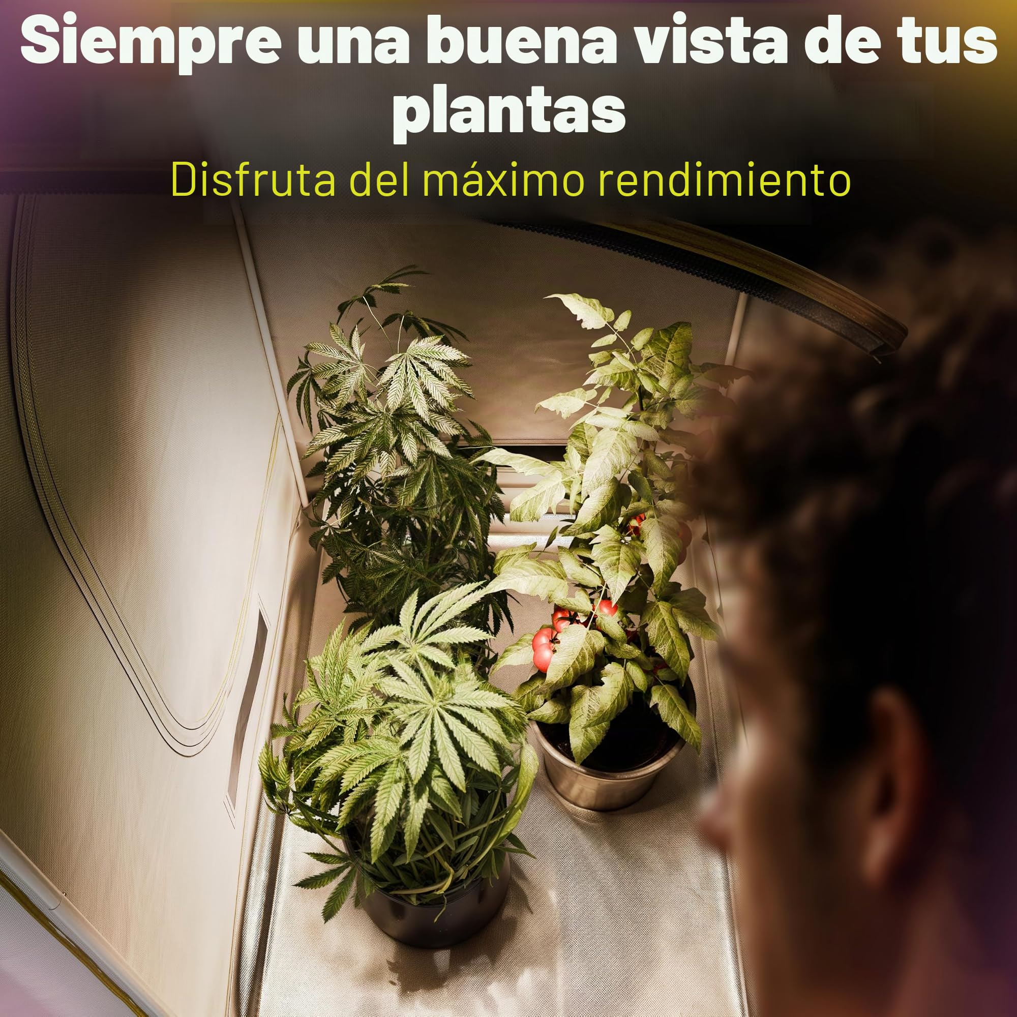 1680D Oxford Grow-Box 100x100x200 cm para profesionales con protección contra el agua | Tienda de cultivo hidropónico y plantas de interior, tienda de cultivo, tienda de campaña