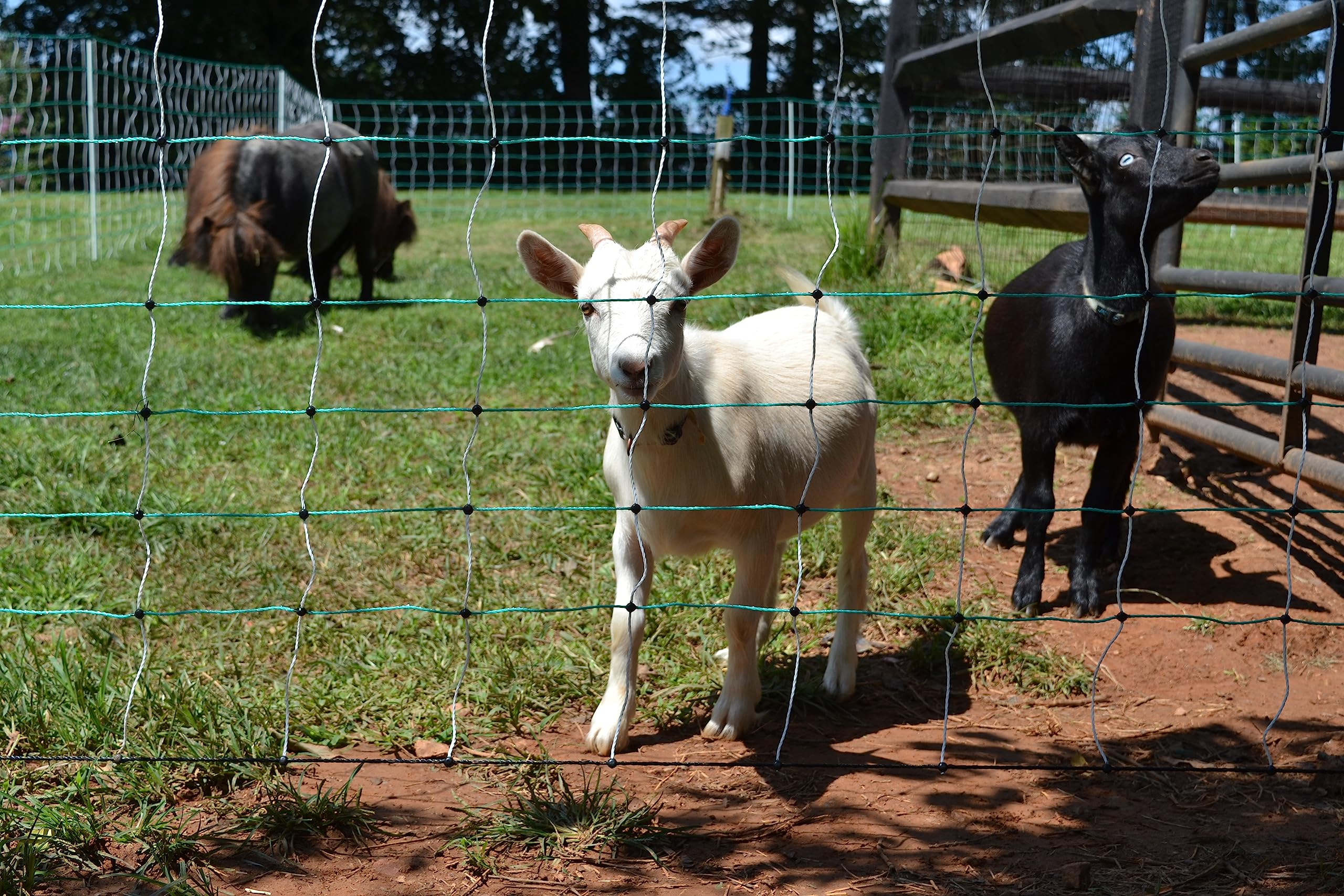 RentACoop 42" x 168' Electric Goat Fence and 0.6 Joule Plugin Energizer Fence Accessory Bundle