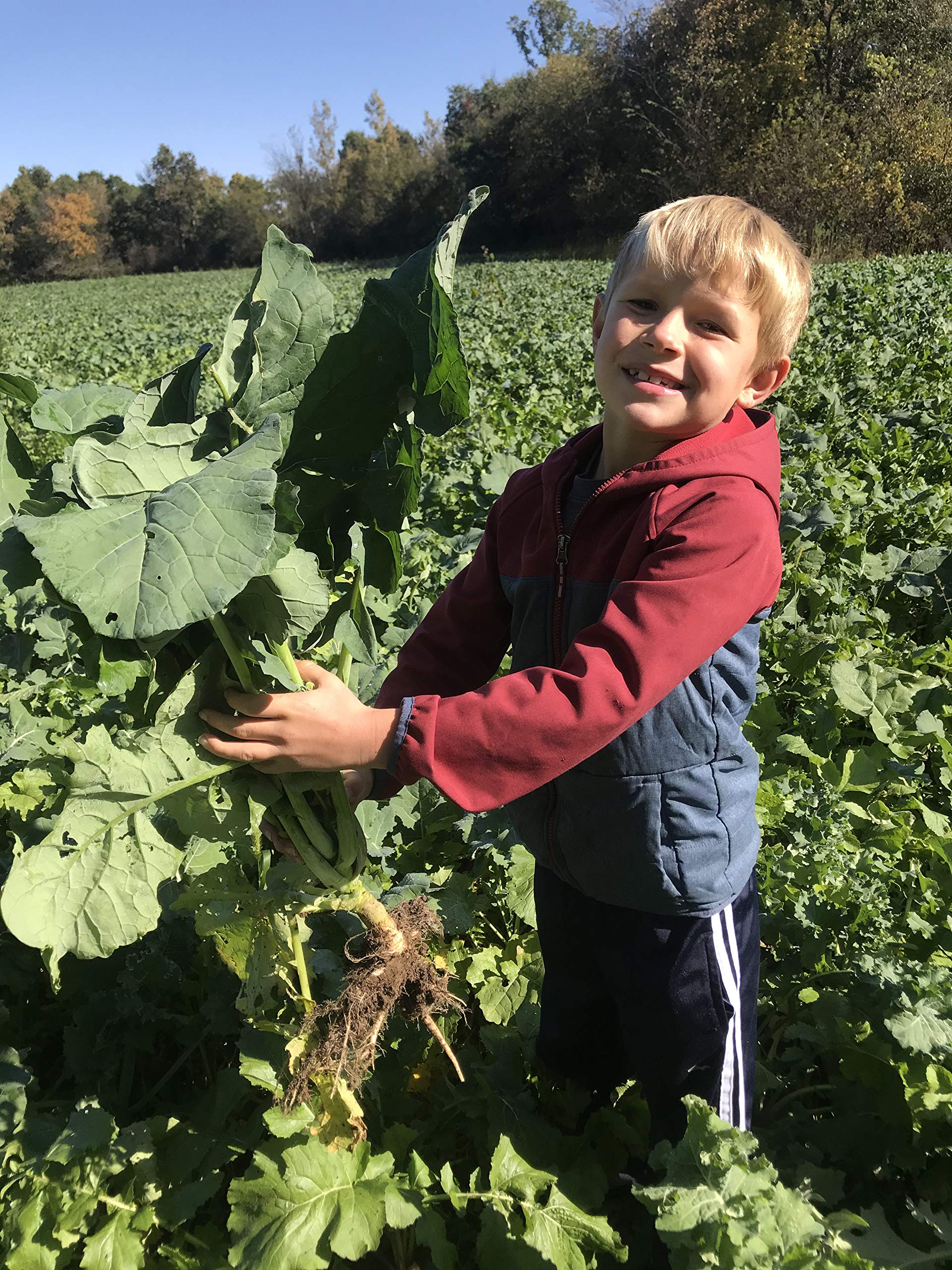 Buy Hale Habitat & Seed Sugar Beet Food Plot Seed, 5 lbs Online at