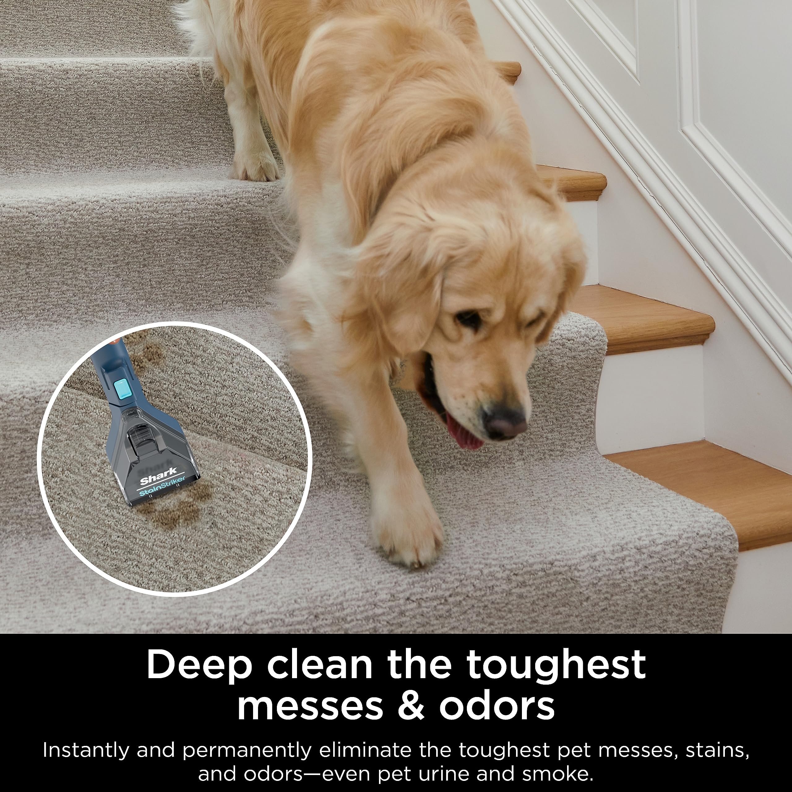 Shark StainStriker Portable Carpet & Upholstery Cleaner - Spot, Stain, & Odour Eliminator - Carpets, Area Rugs, Couches, Navy, PX200C (Canadian Edition) Product Image 5