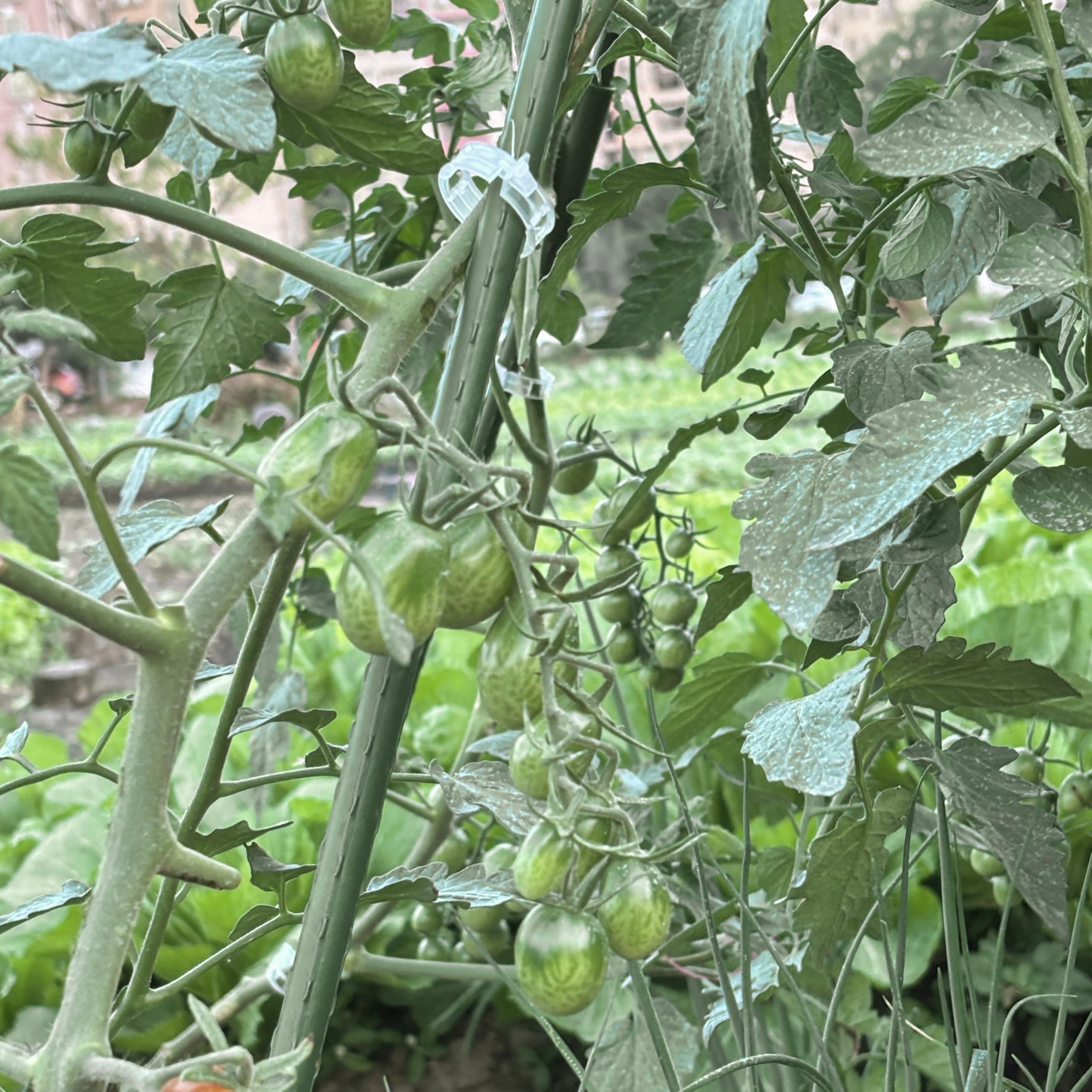 50 pezzi di paletti per piante da giardino verde, tubi in acciaio rivestiti in plastica da 11 mm x 40 cm con 36 connettori e 50 clip trasparenti, pali da giardino robusti per sostenere verdure, fiori
