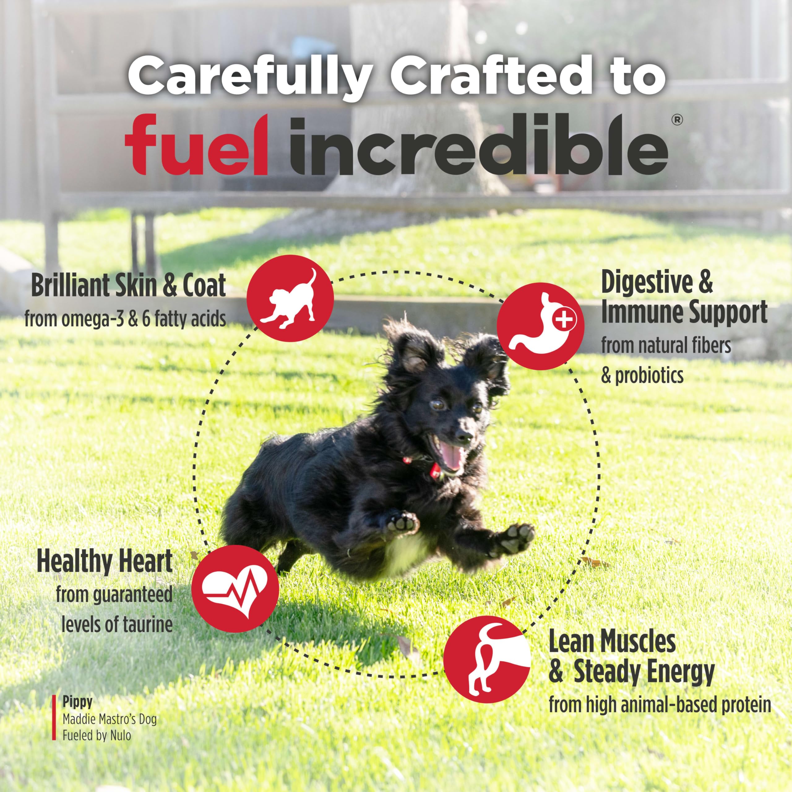 Nulo Freestyle Hundefutter für kleine Rassen, hochwertiges Trockenfutter für Erwachsene und Welpen, getreidefrei, kleineres Trockenfutter, mit BC30 Probiotikum für gesunde Verdauung