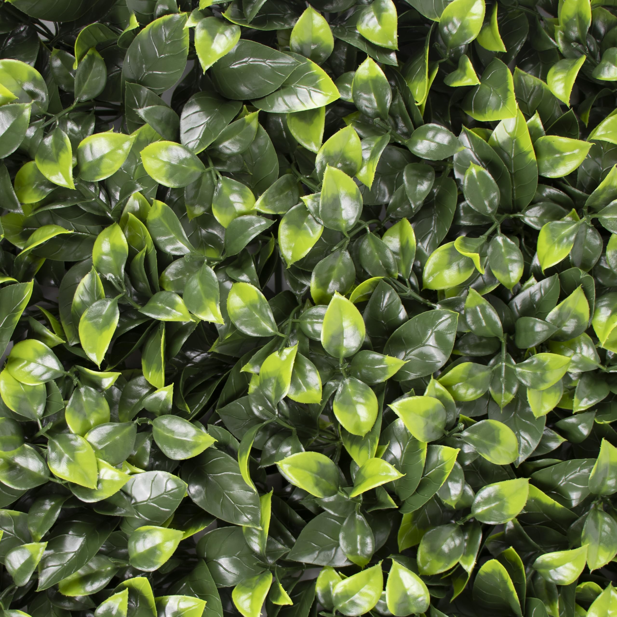 Primaflor - Ideen in Textil Kunstpflanzen-Wand - Ilex, 100 x 100 cm, UV-Stabilisierte Künstliche Pflanzenwand zur Wandmontage, Wandpaneele