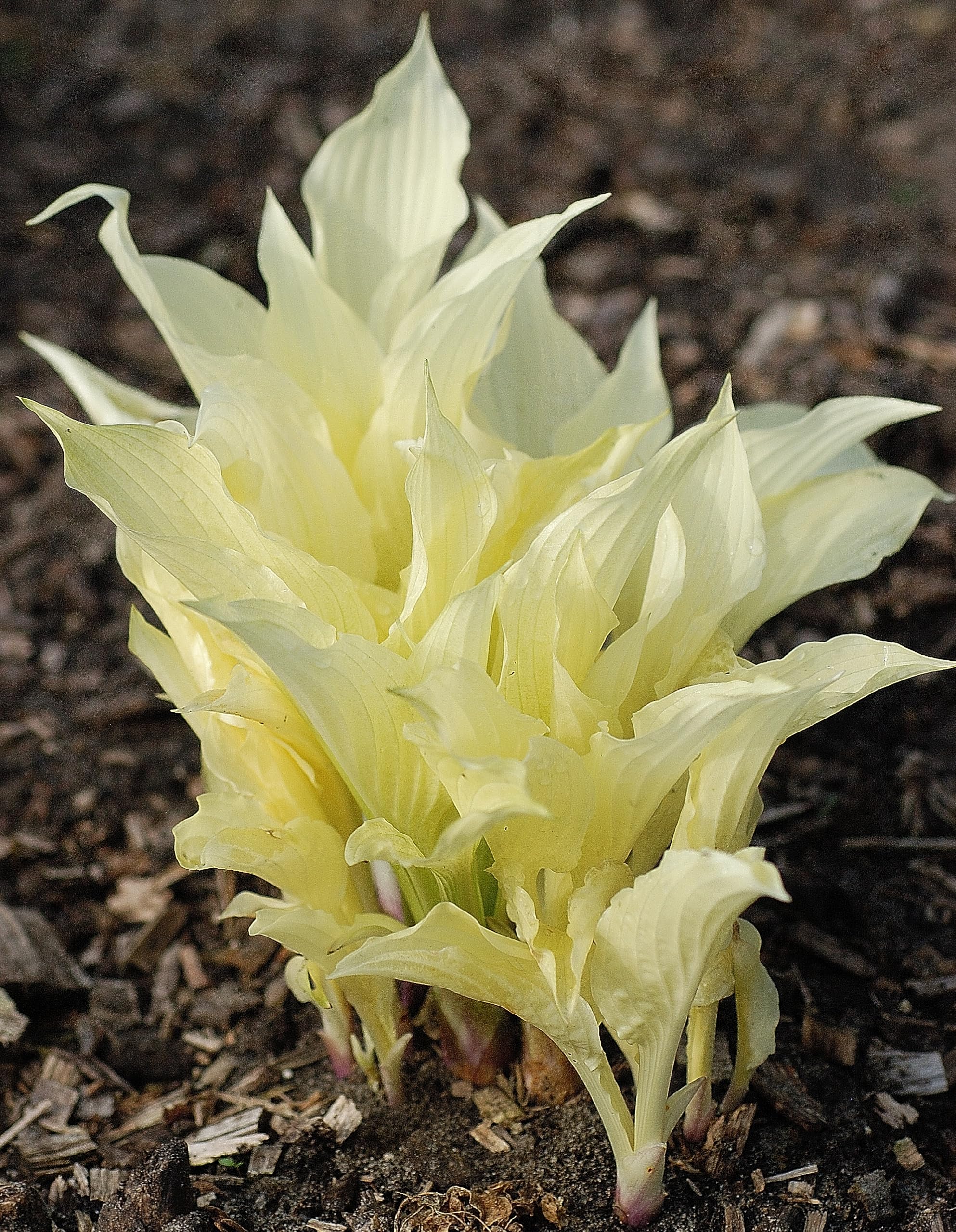 3 White Feather Hosta Roots - Grown/Shipped by Hirts