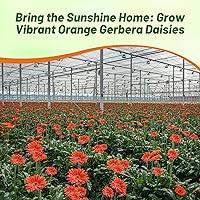 Vista 22 de Outsidepride Bicolor Mix Gerbera Seeds - 10 Pcs Perennial, Compact & Low Maintenance, Flower Seeds for Planting w/Vibrant Mixed Blooms, Ideal for