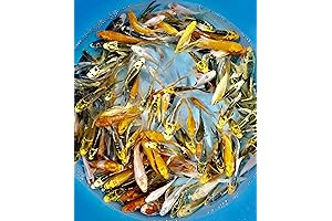 Live Koi Fish For Sale