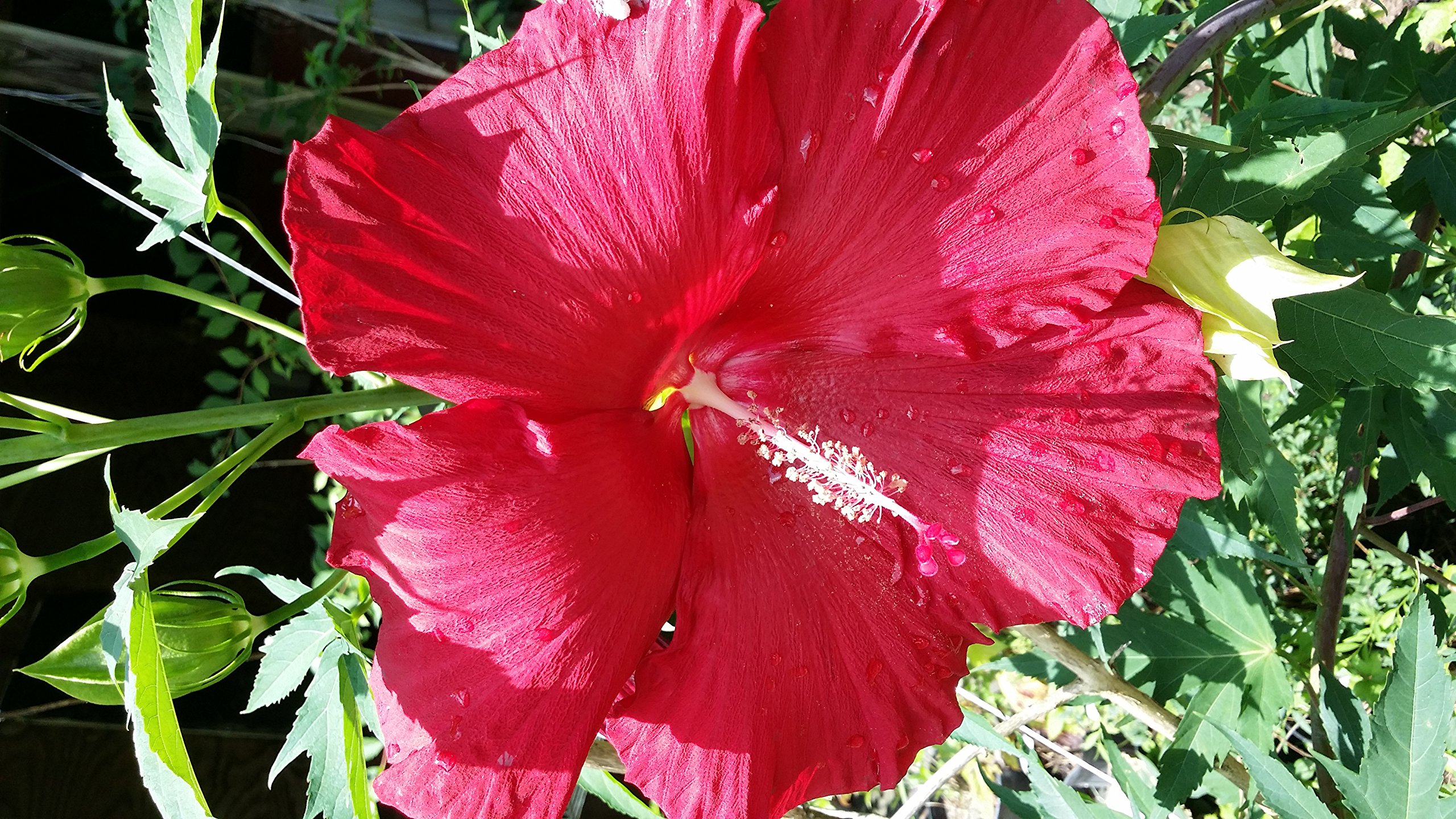 Pixies Gardens (Liner) Lord Baltimore Strikingly Beautiful Hibiscus Shrub with Huge Crimson Red Flowers. Liner Size Plant Shipped in Plastic Bag Or 3" Pot.