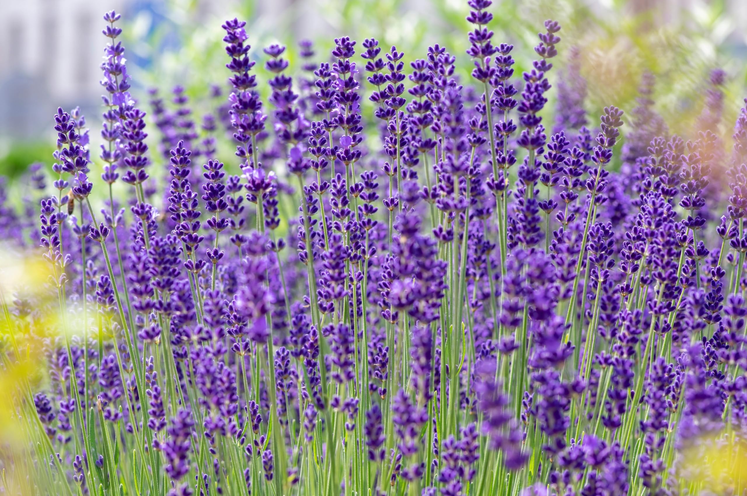 Stauden Gänge 50 x Lavandula angustifolia 'Hidcote Blue' Echter Lavendel | Blaue Staude für Sonne, Blüte Juli bis August, mehrjährig, 9x9 cm Topf