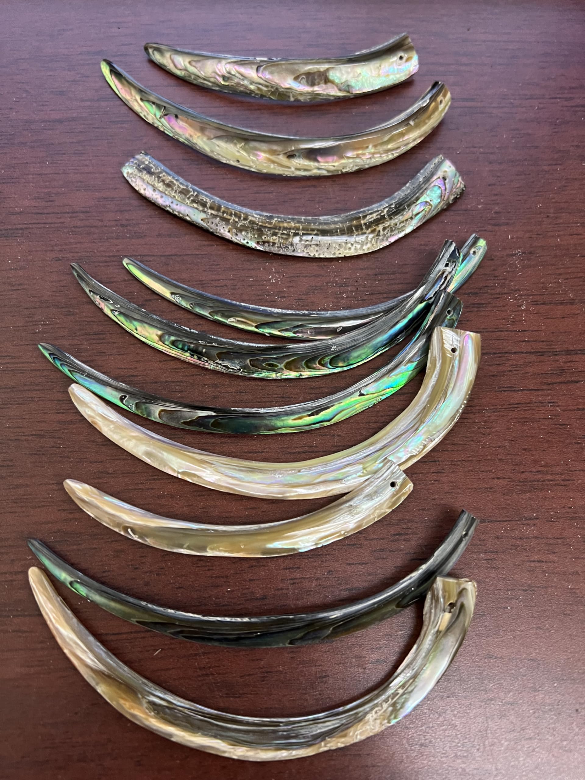 12 Pieces Drilled Blue Green Abalone Tusk Shell 2-5