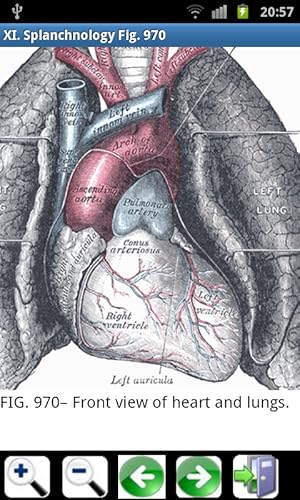 Gray's Anatomy
