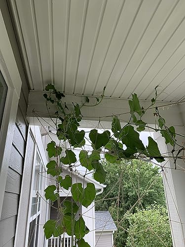 Miniatura 3 de AAYU Cordel de yute natural | 3 capas de 500 pies | Cuerda de yute para usos domésticos, embalaje, suministros de arte y manualidades, regalos,