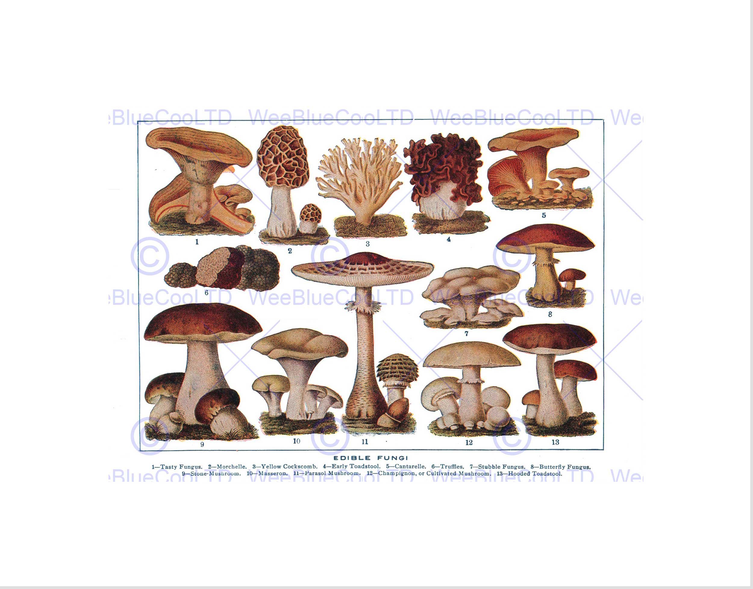Wee Blue Coo Drawing Edible Fungi Mushrooms Scientific Plant Wall Art Print