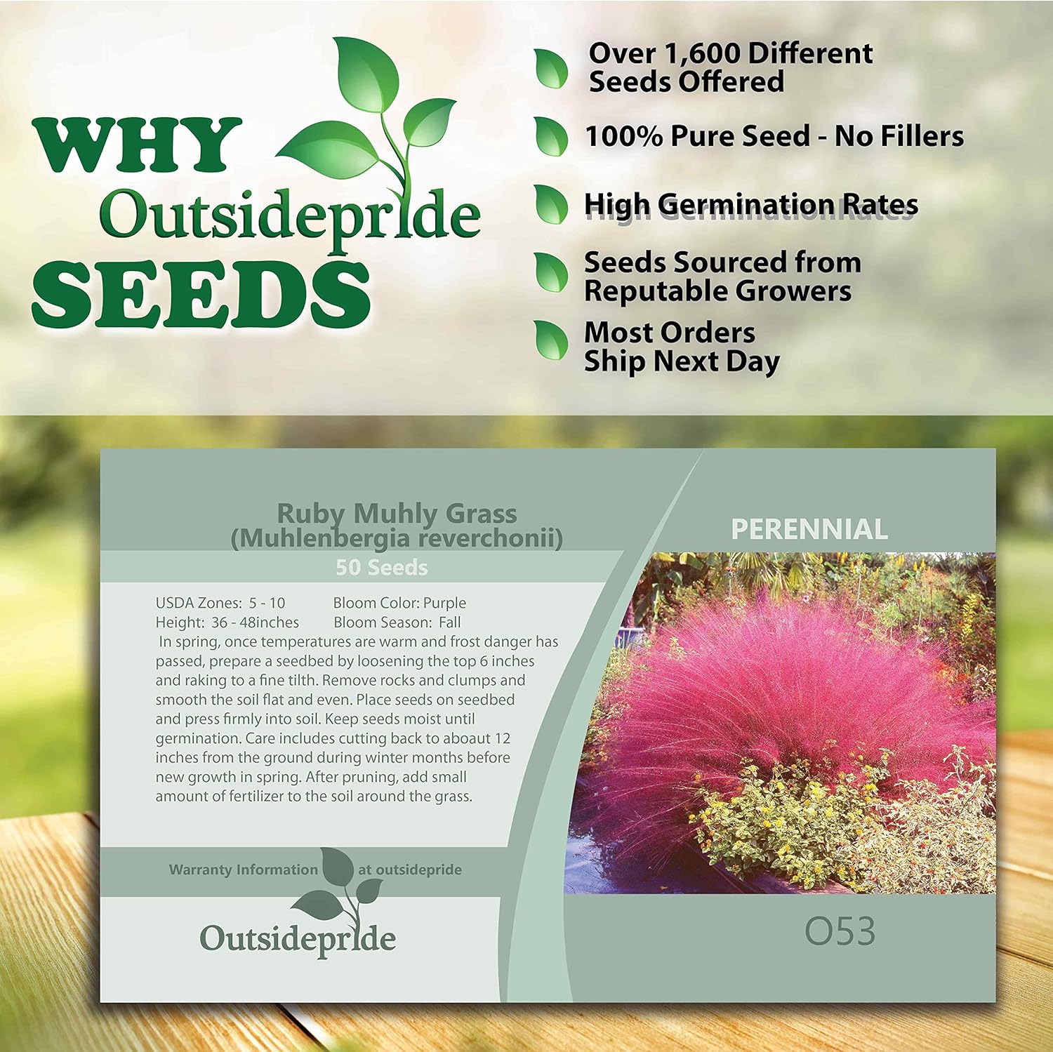 Ruby Muhly Grass Seeds for Ornamental Planting