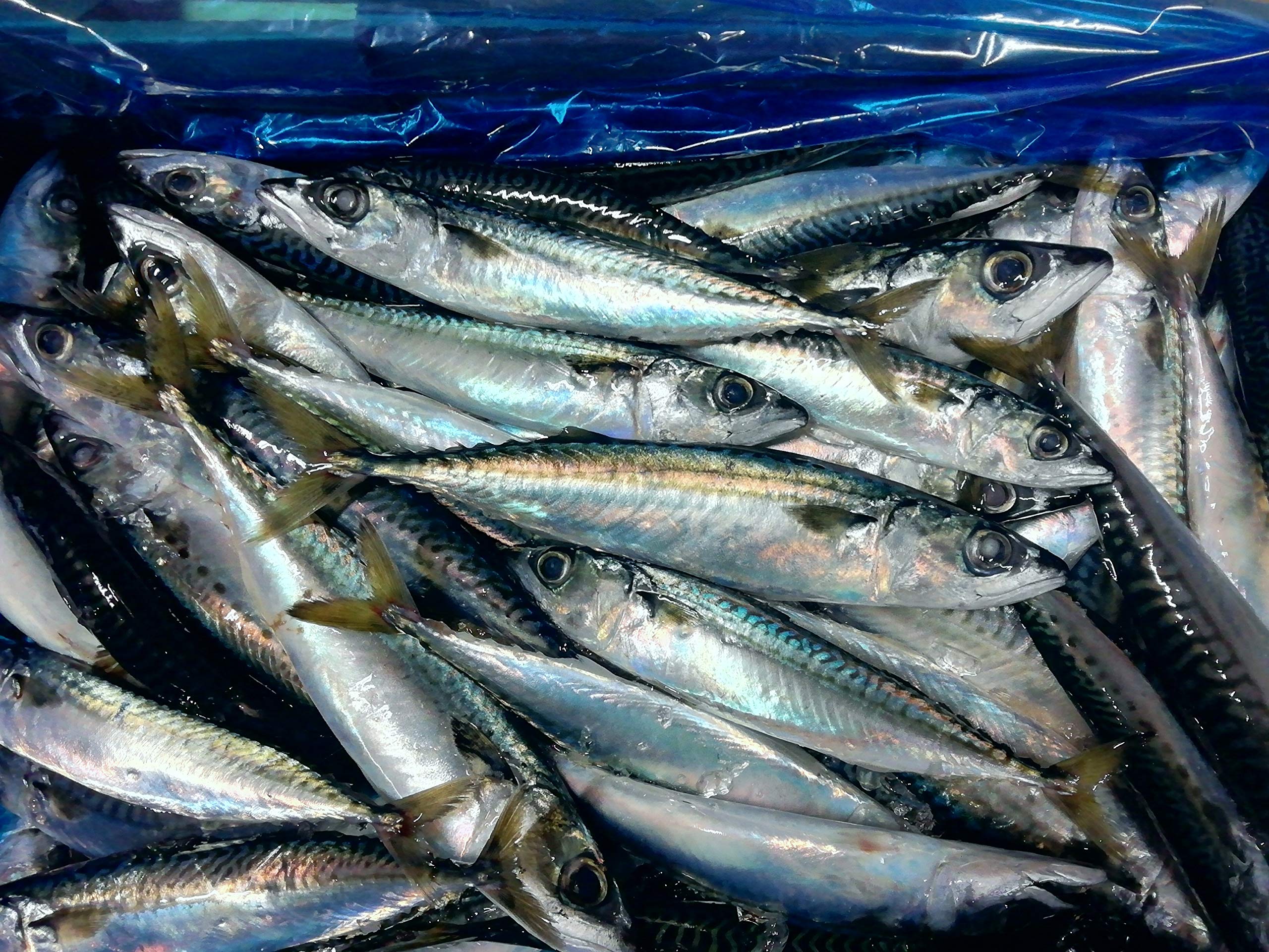 Amazon.co.jp: 産直丸魚 いわて北三陸産 冷凍 業務用 麦サバ (無選別品 