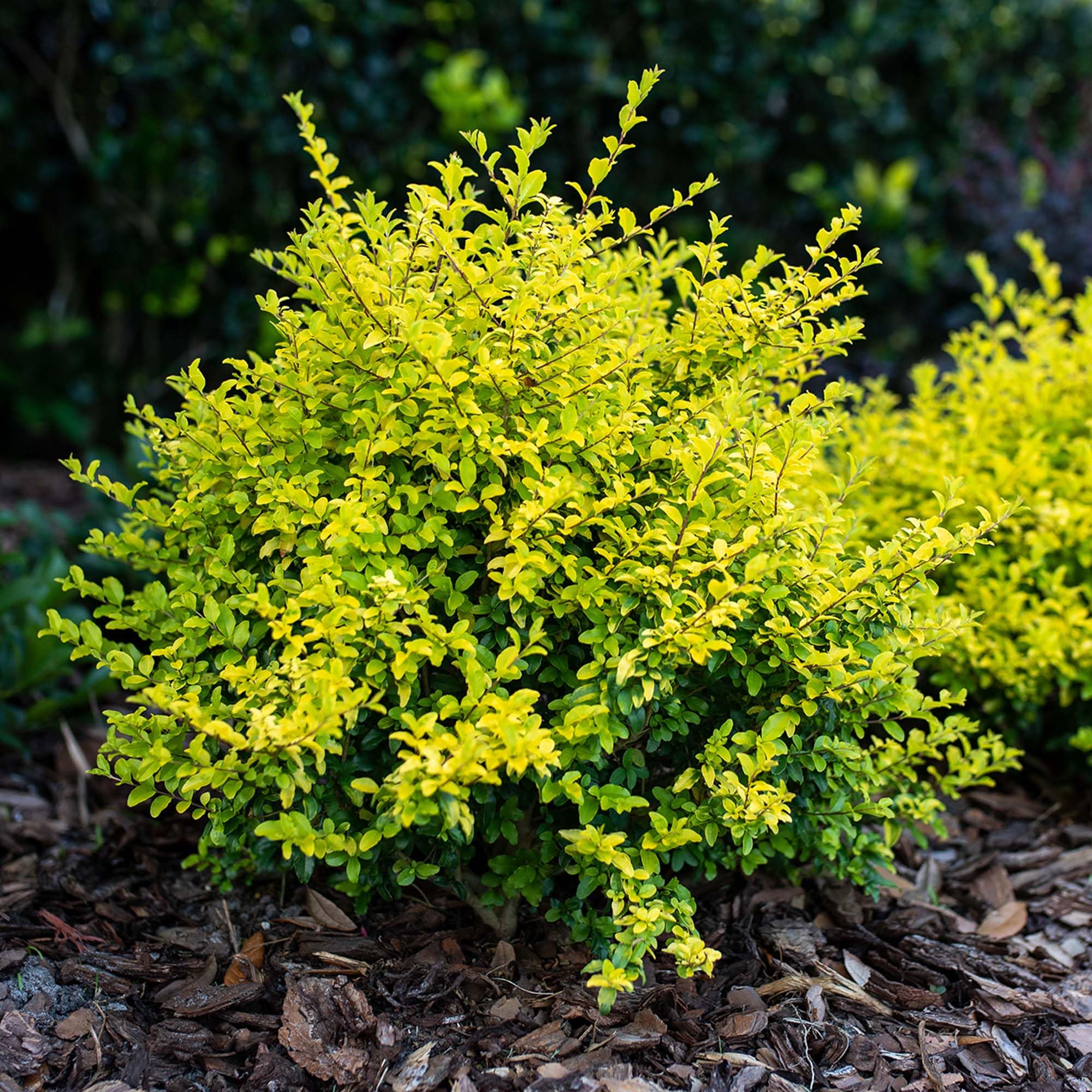 12+ Green Yellow Shrubs Yellow Leaved Shrub