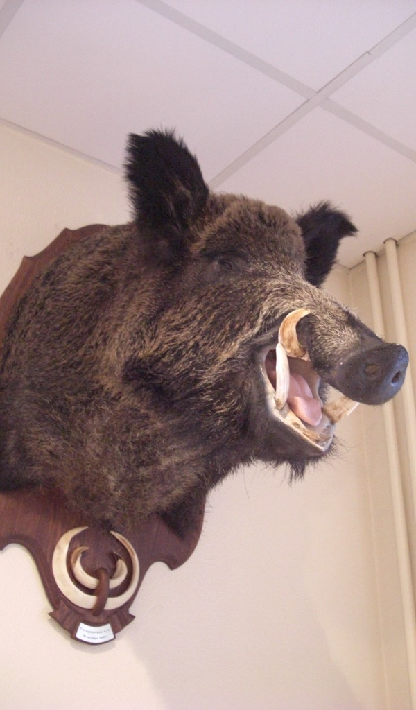 trophy mount Wallpaper – HD Wallpapers of trophy mounts!:Amazon.fr