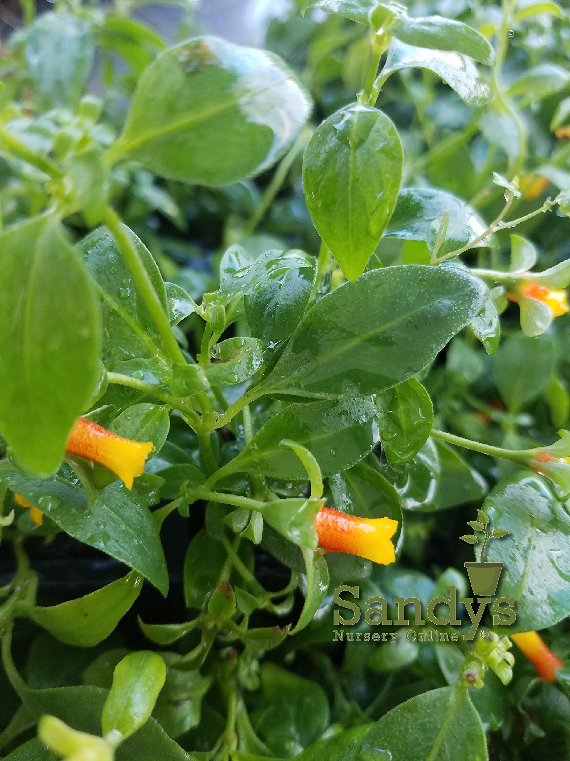 Amazon.com : Sandys Nursery Online Manettia, Candy Corn Color Vine, Lot of  2 Starter Plants : Patio, Lawn & Garden