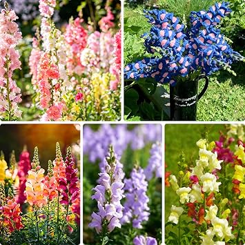 5000+ Snapdragon Flower Seeds for Planting, Mixed Non-GMO Heirloom Snapdragon Seeds, Beautiful Snapdragon Flowers for Home Garden, Potted Decoration