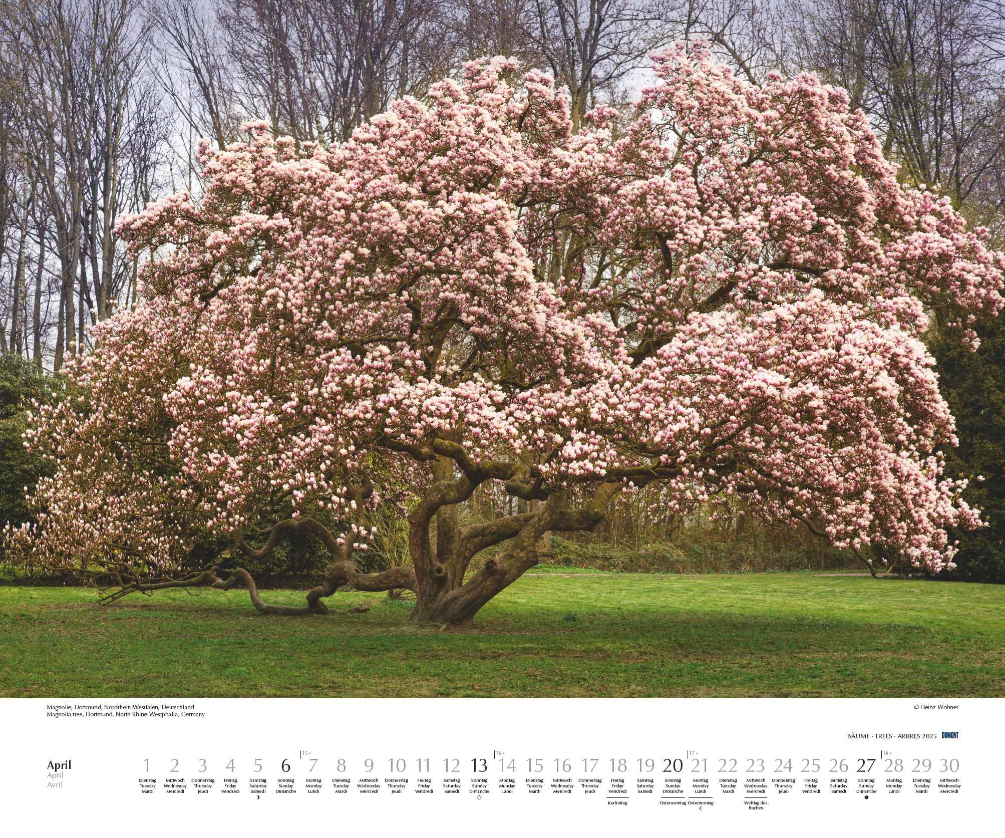 DUMONT - Bäume 2025 Wandkalender, 60x50cm, Fotokunst-Kalender mit Aufnahmen prächtiger Bäume, Abbildungen von Naturschönheiten aus aller Welt, mit Spiralbindung