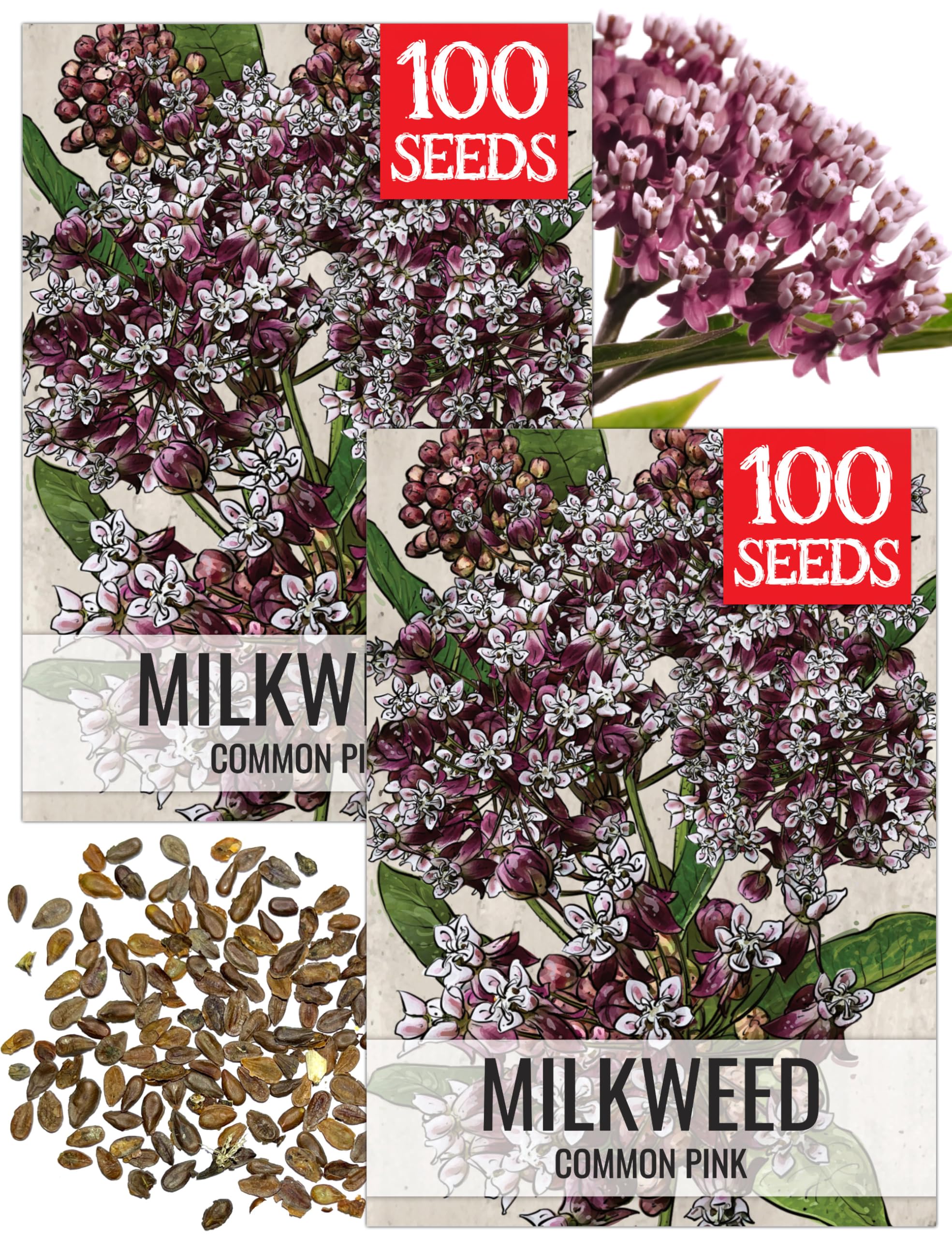 Seed Needs Pink Common Milkweed Seeds for Monarch Butterflies 2 Packs