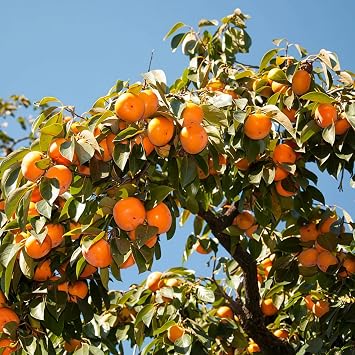 American Persimmon Seeds 30 Count - Diospyros Virginiana, Non-GMO Heirloom, Edible Perennial Fruit Seeds for Outdoor Planting