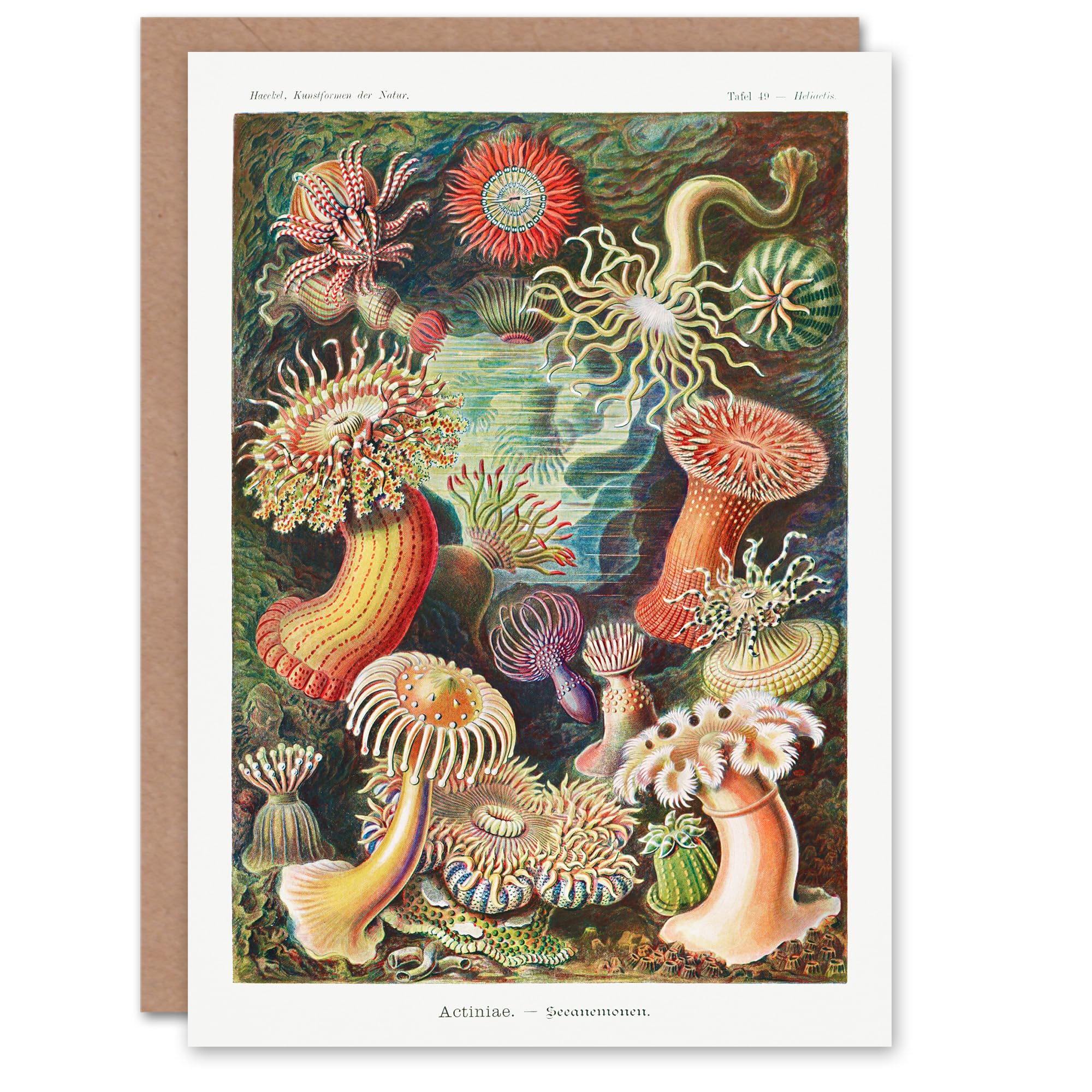 Artery8 Ernst Haeckel Art Card Sea Anemone Marine Landscape