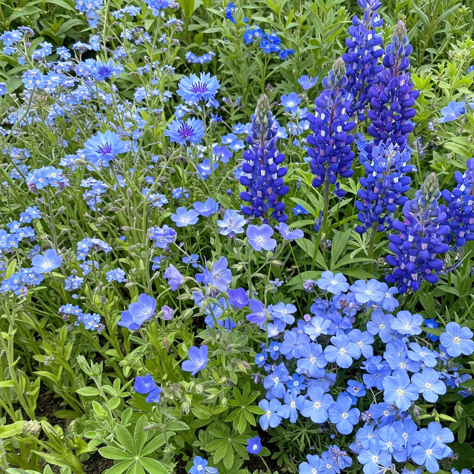 Ferry-Morse Blue Wildflower Mix
