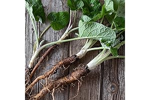 GOBO Takinogawa Burdock Seeds - 2 g Packet ~122 Seeds - Non-GMO,...