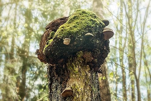 Miniatura 5 de HEAL + CO. Complejo Super Mushroom 120 Cápsulas