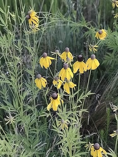 Miniatura 7 de Hale Habitat & Seed Refugio de hierba nativa y flores silvestres, mezcla de semillas de vida silvestre y polinizador, 1/4 acre