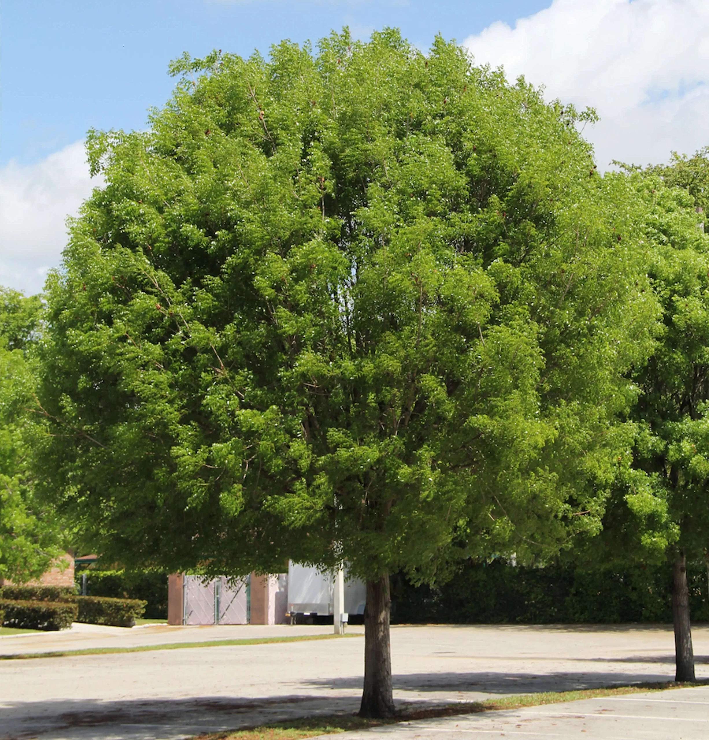 Platones Rare Swietenia Mahagoni  Mahogany  Tree Plant (10 Healthy Live Plant In Polybag) (B092VFKNB5) Amazon Price History, Amazon Price Tracker