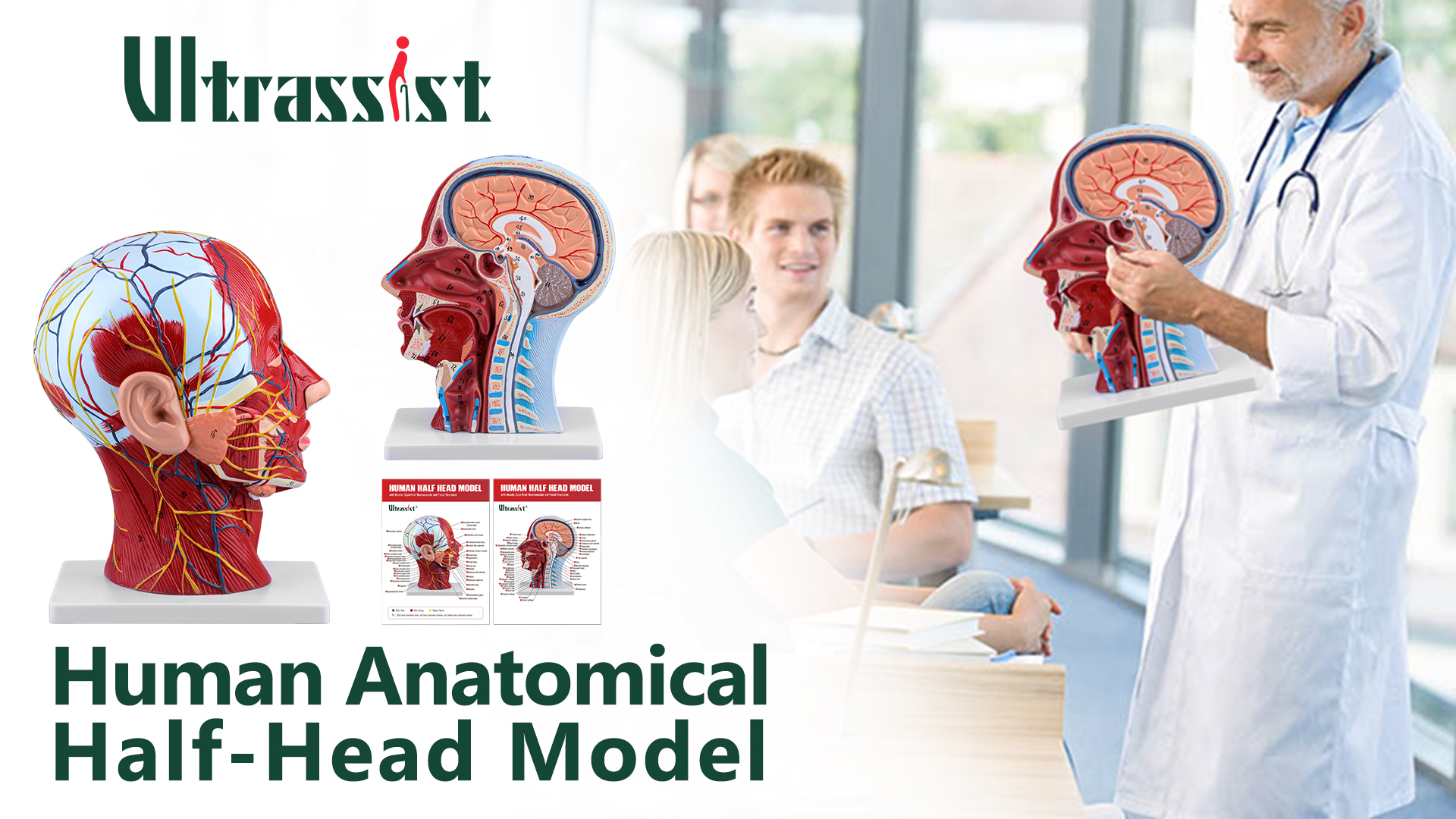 Half Head Model With Removable Brain Nerves Muscles Teaching Half Head ...