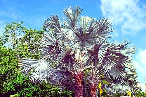 Semillas de palma King para plantar - 5 semillas