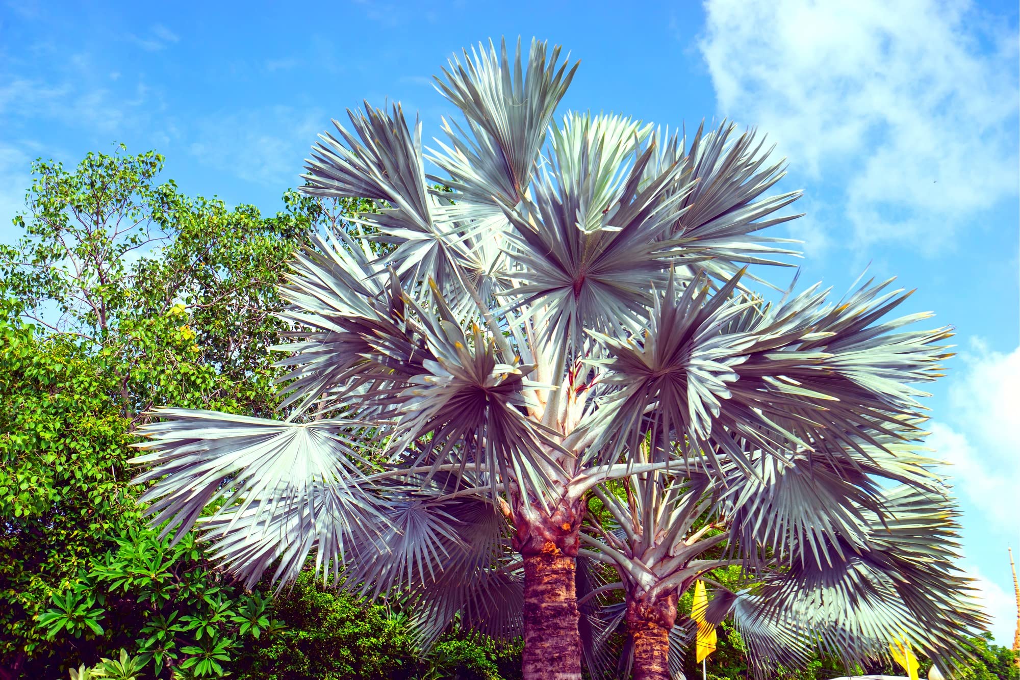 Amazon.com : King Palm Seeds for Planting - 5 Seeds : Patio, Lawn