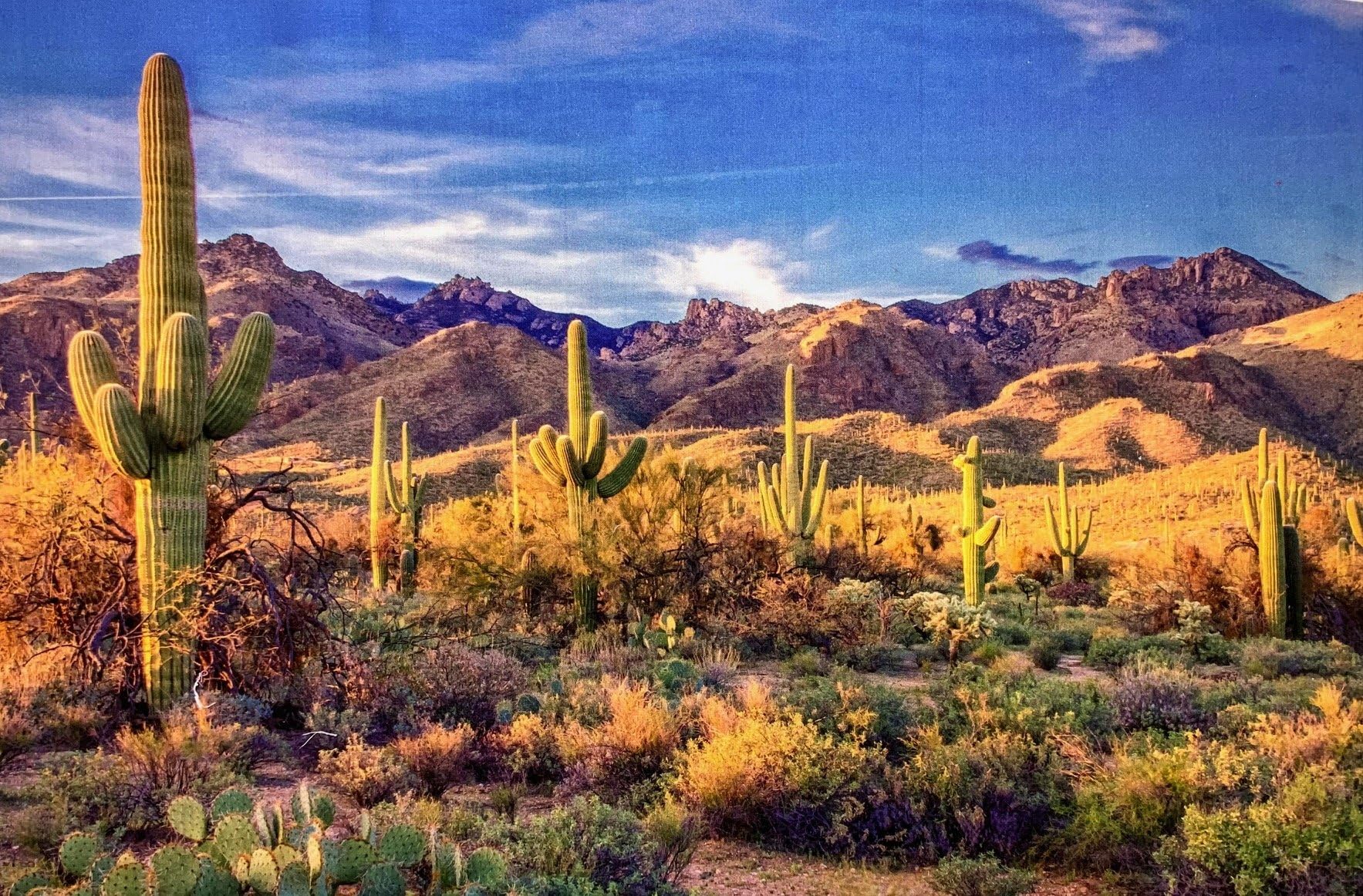 Saguaro National Park Quilt Panel, DCS-002, Panel Size is 24” X 16
