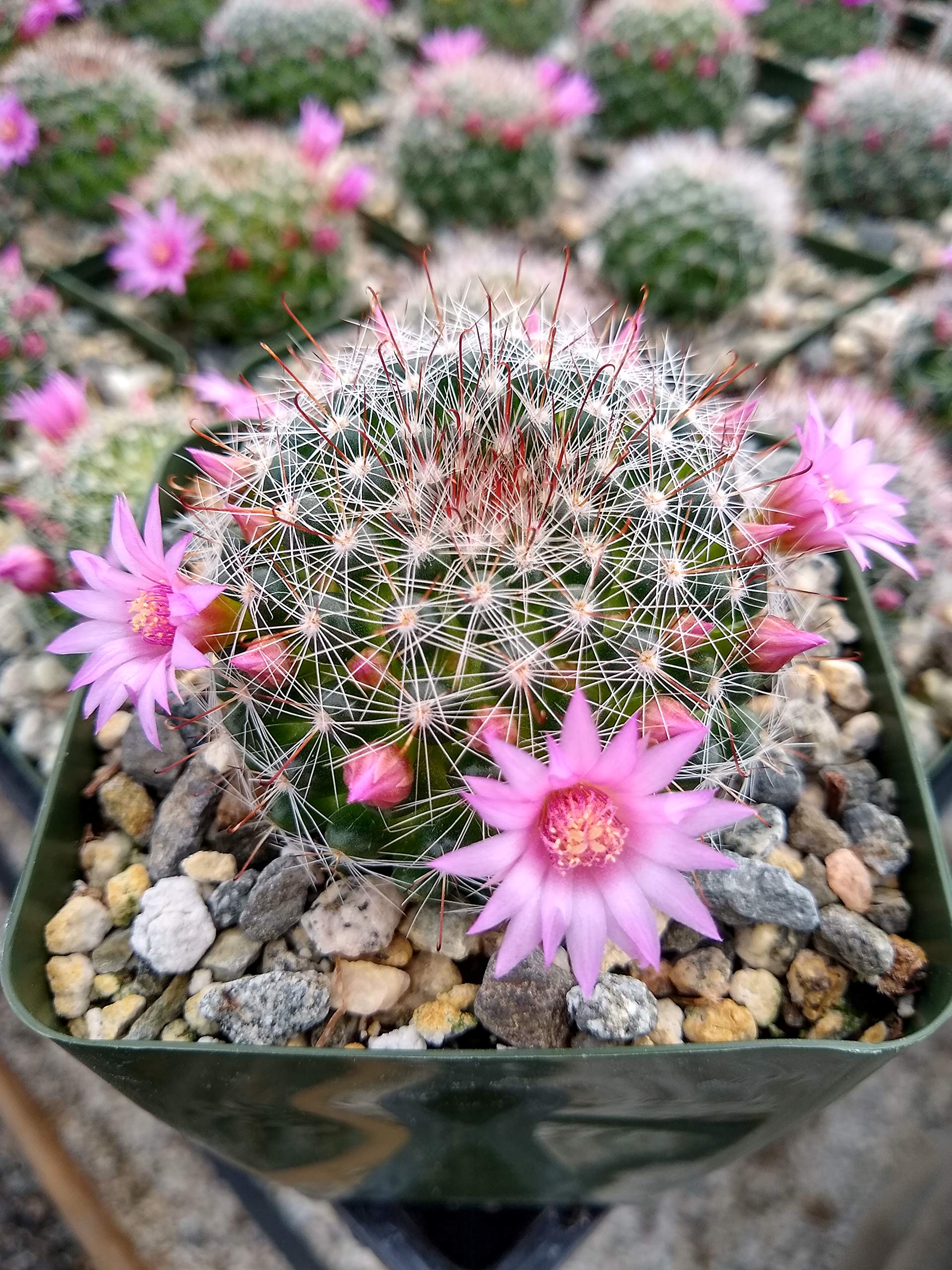 Mammillaria Zeilmanniana Cactus Plant | Desertcart Guyana