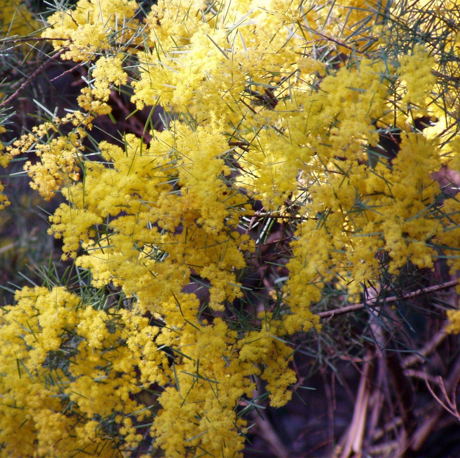 Futaba Taiwan Acacia Tree Legume Evergreen Trees 10 Seeds