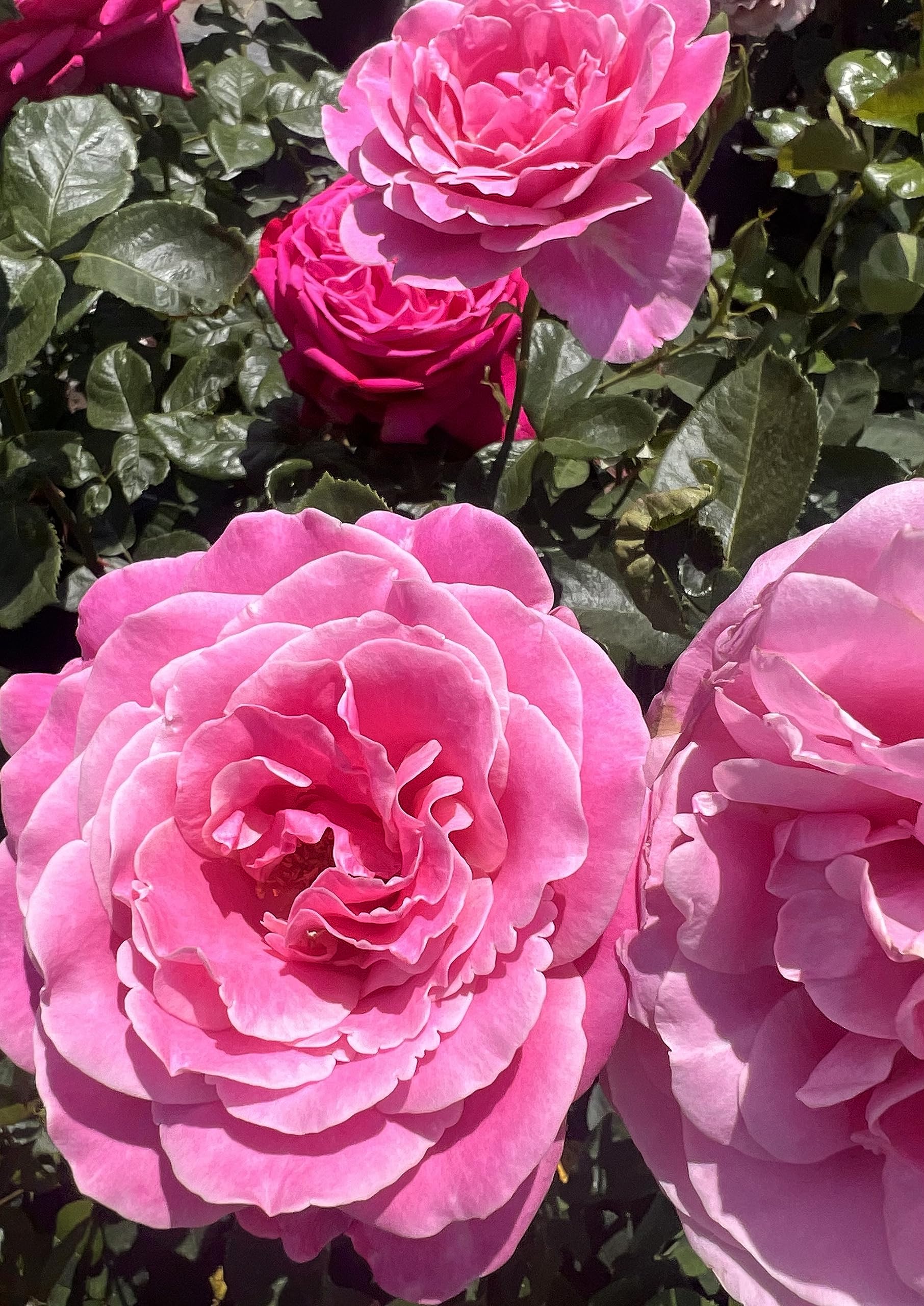 'Olivia' - Rich Pink Scented Hybrid Tea Rose - Potted Rose
