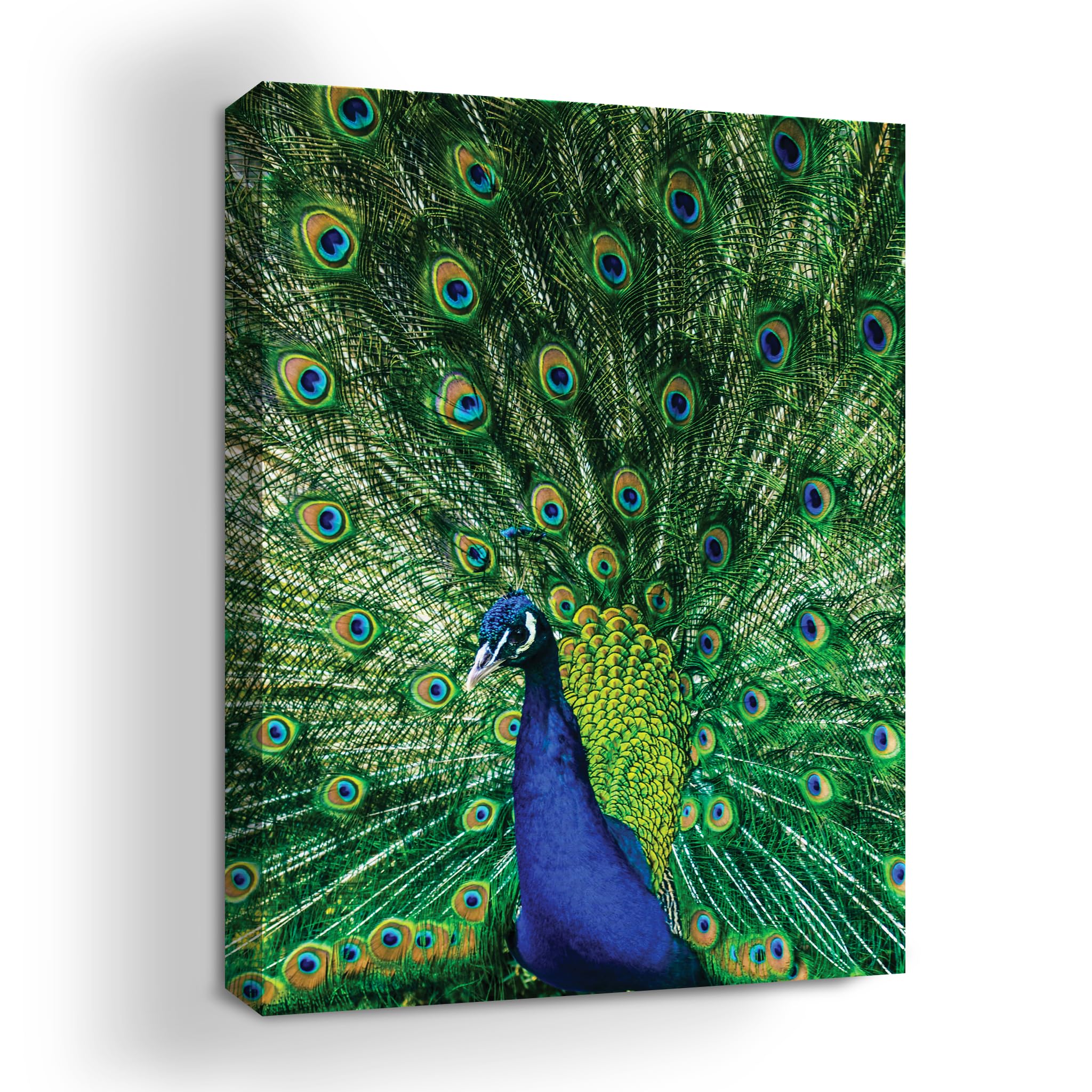 MAVIS PRINTPeacock Canvas Wall Art by Mavis Print- 18X24 inches Bird Wall Decor | HD Printed & Wooden framed wall art | Modern Wall Decor for Gift | Made in USA