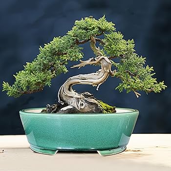 置物 pluie PIEDRA green Amazon.com : MUZHI 9” Glazed Oval Green Bonsai Planter Pot