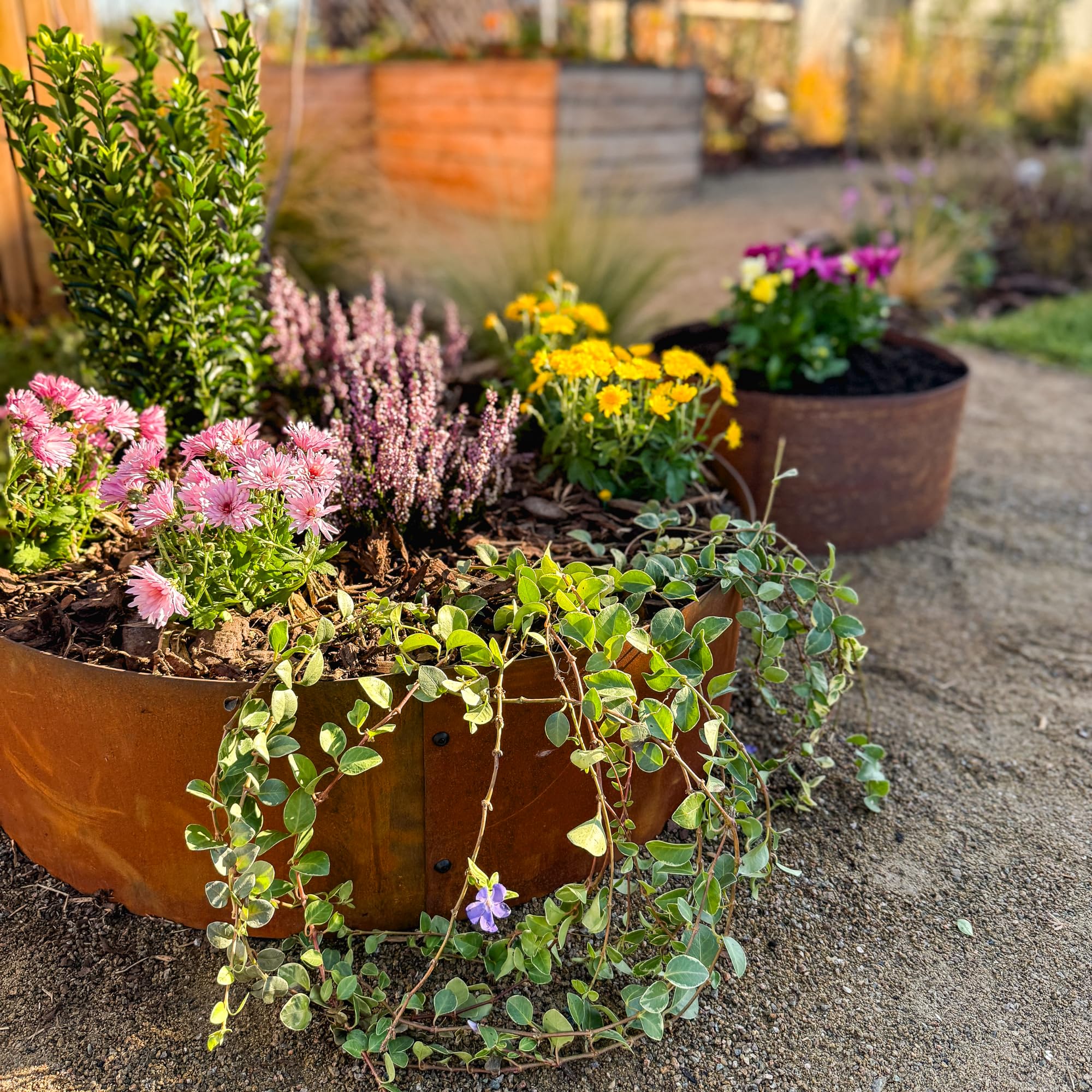 UNIGARDIA Anillo para Árbol de Acero Corten Ø 100 cm, Borduras Jardín Metálica de 20 cm de Altura - Bordura Circular con Pátina de Óxido - Aro Metálico Oxidado para Alcorques, Incluye 1 Par de Guantes