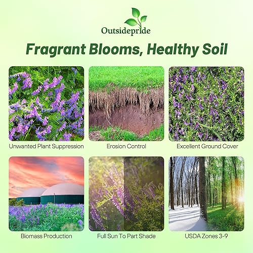 Miniatura 2 de Outsidepride Hairy Vetch - Semillas de leguminosas de forraje, pasto, heno y cobertura - 1 onza