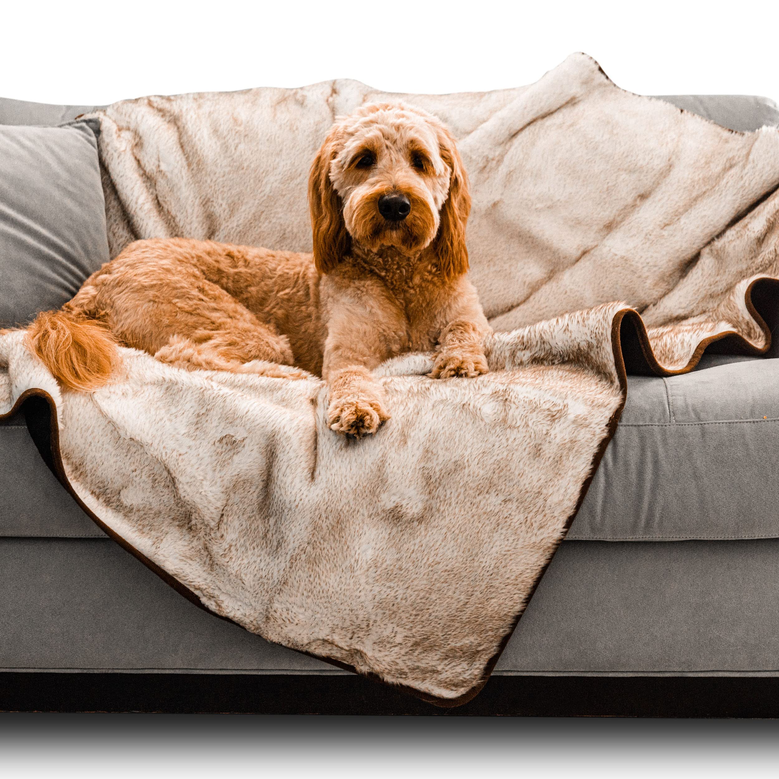 why-do-dogs-paw-at-blankets